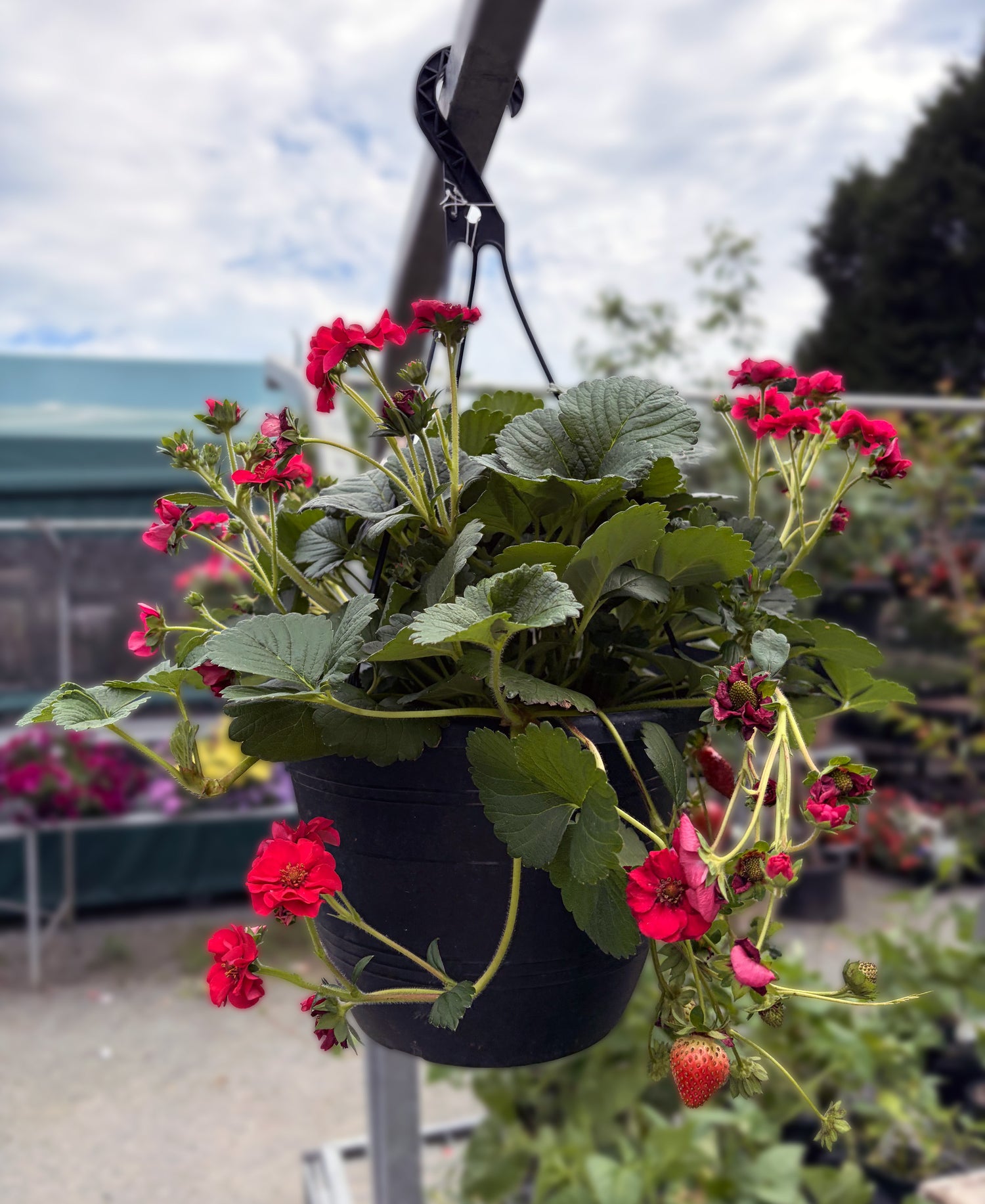 10" Strawberry Berri Basket