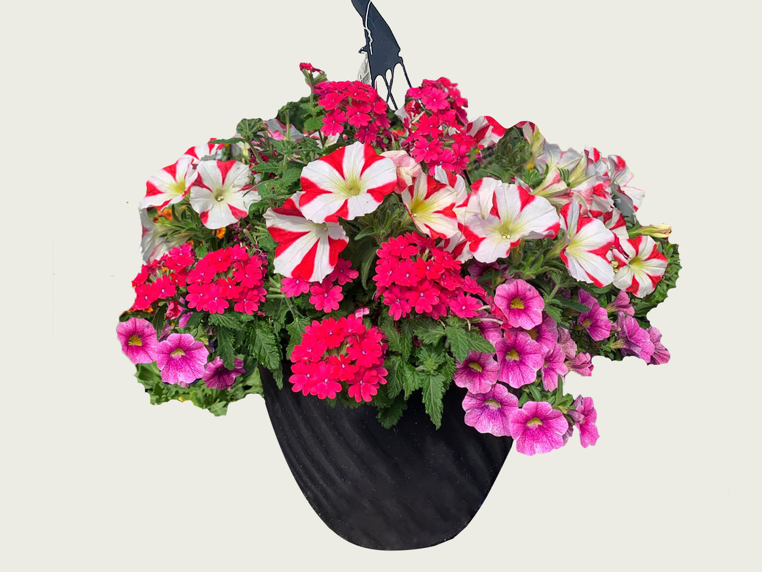 FUND 10"  Annual Mix Hanging Basket Annual Mix