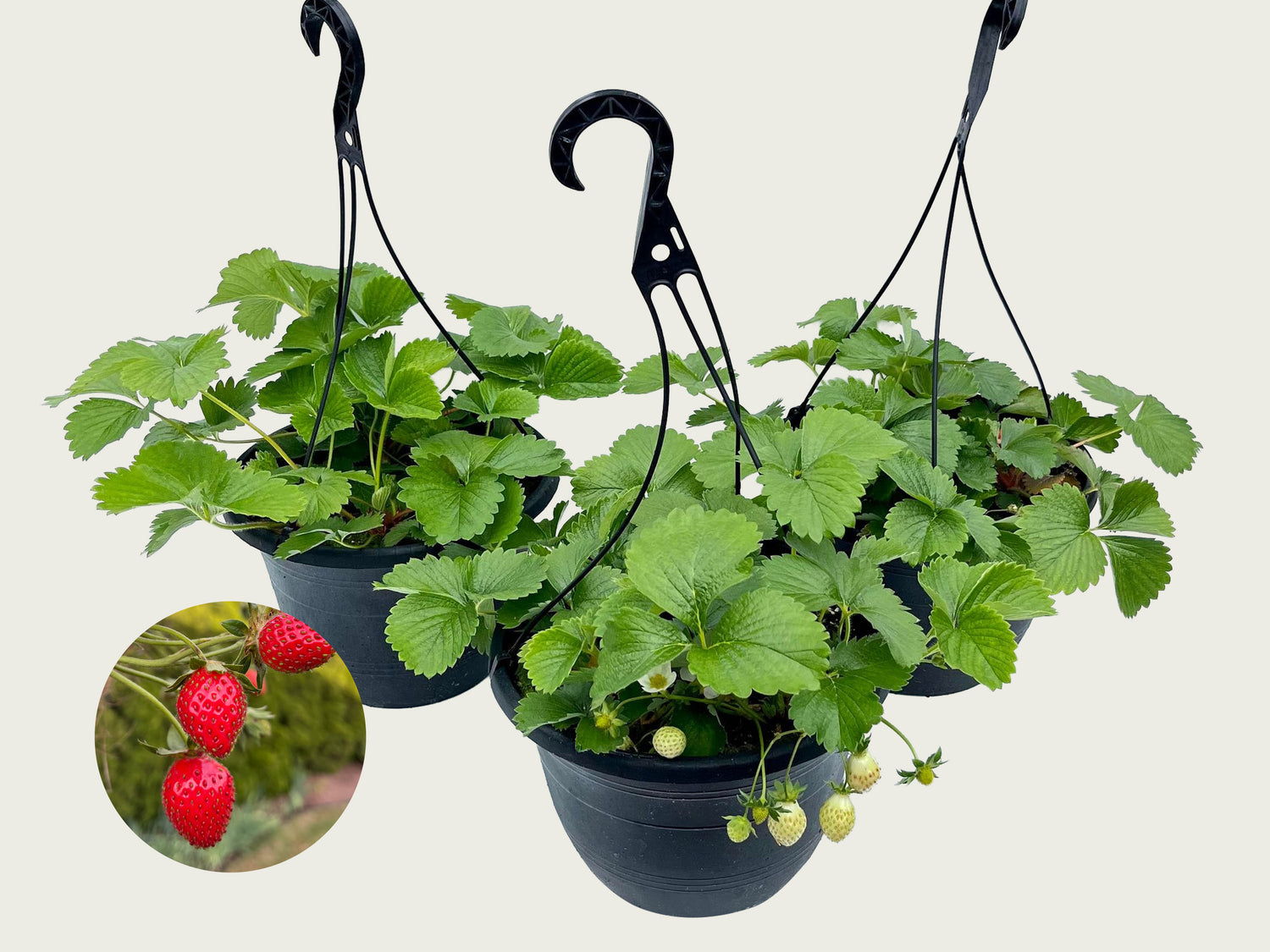 FUND 10" Eversweet Strawberry Hanging Basket