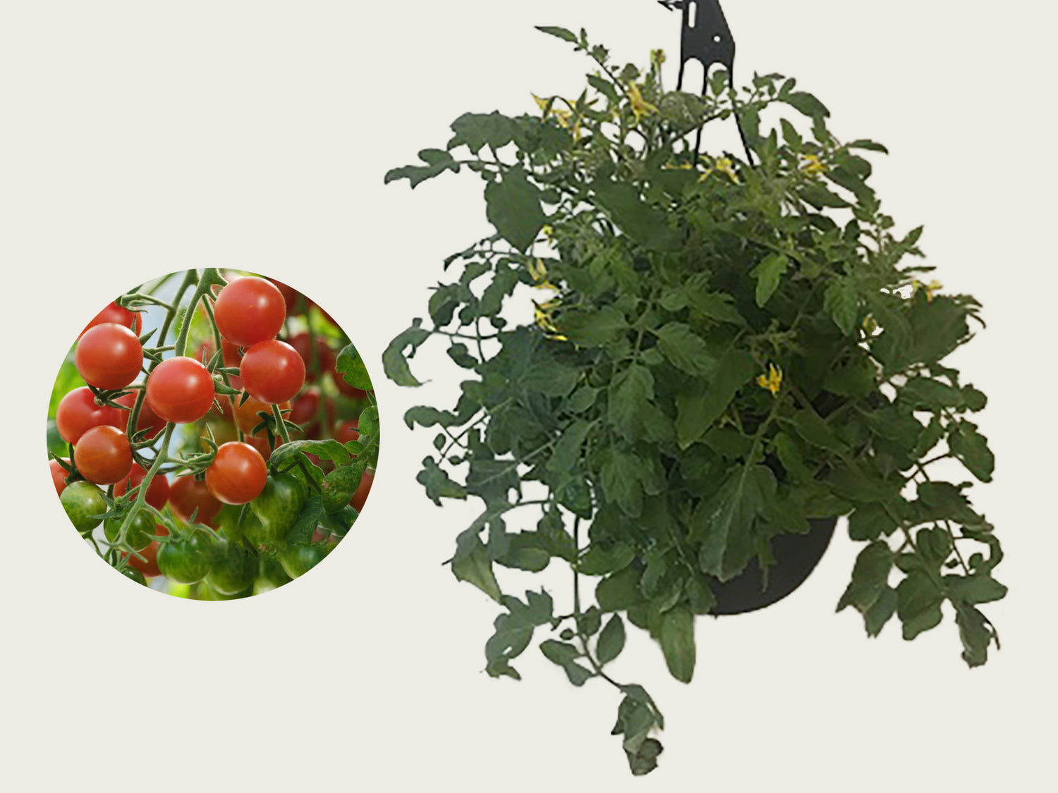 FUND 10" Cherry Tomato Hanging Basket