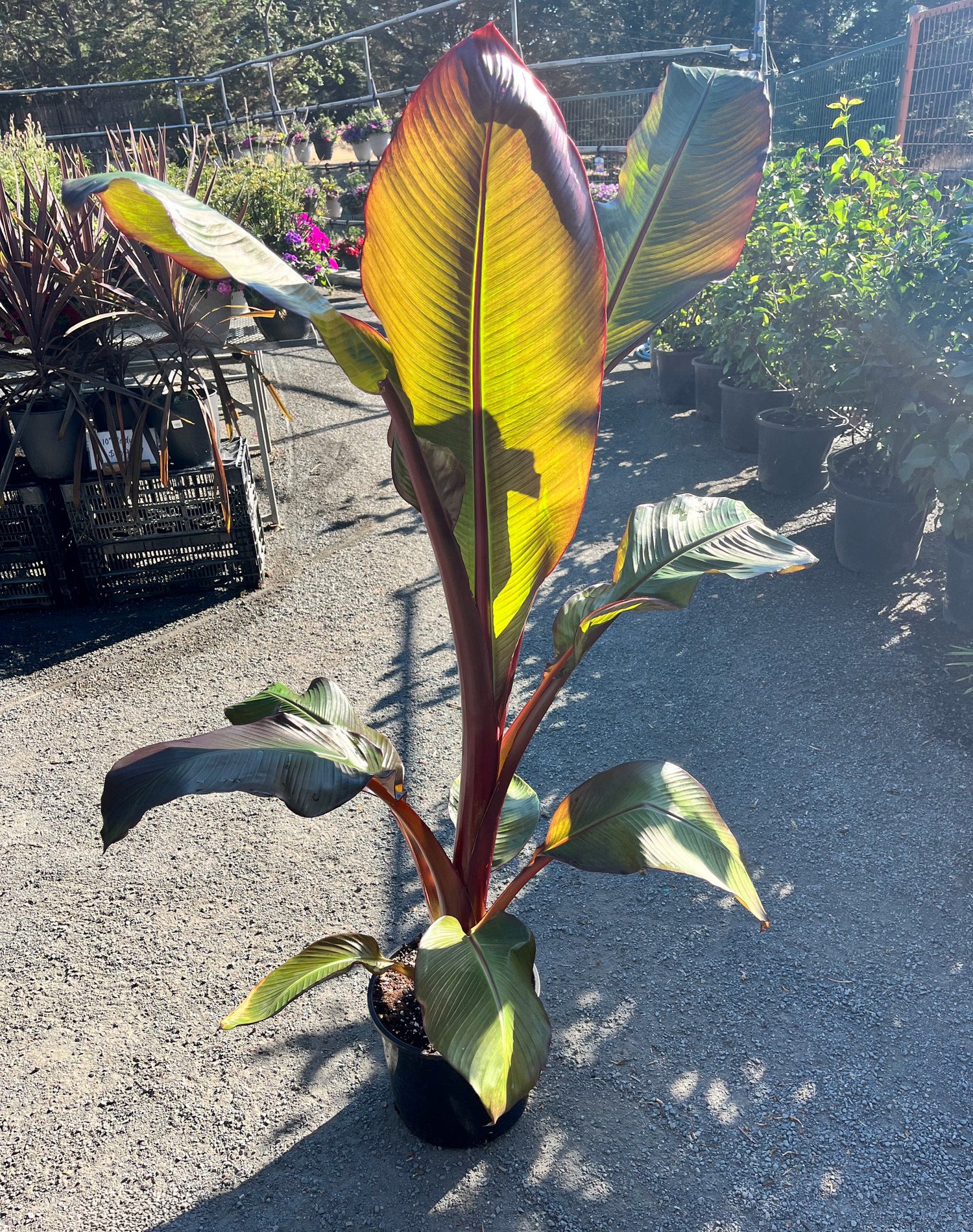 10" Banana Ensete Red