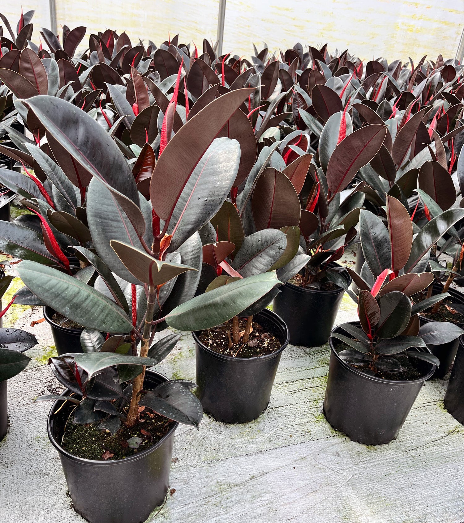 10" Ficus Robusta Burgundy