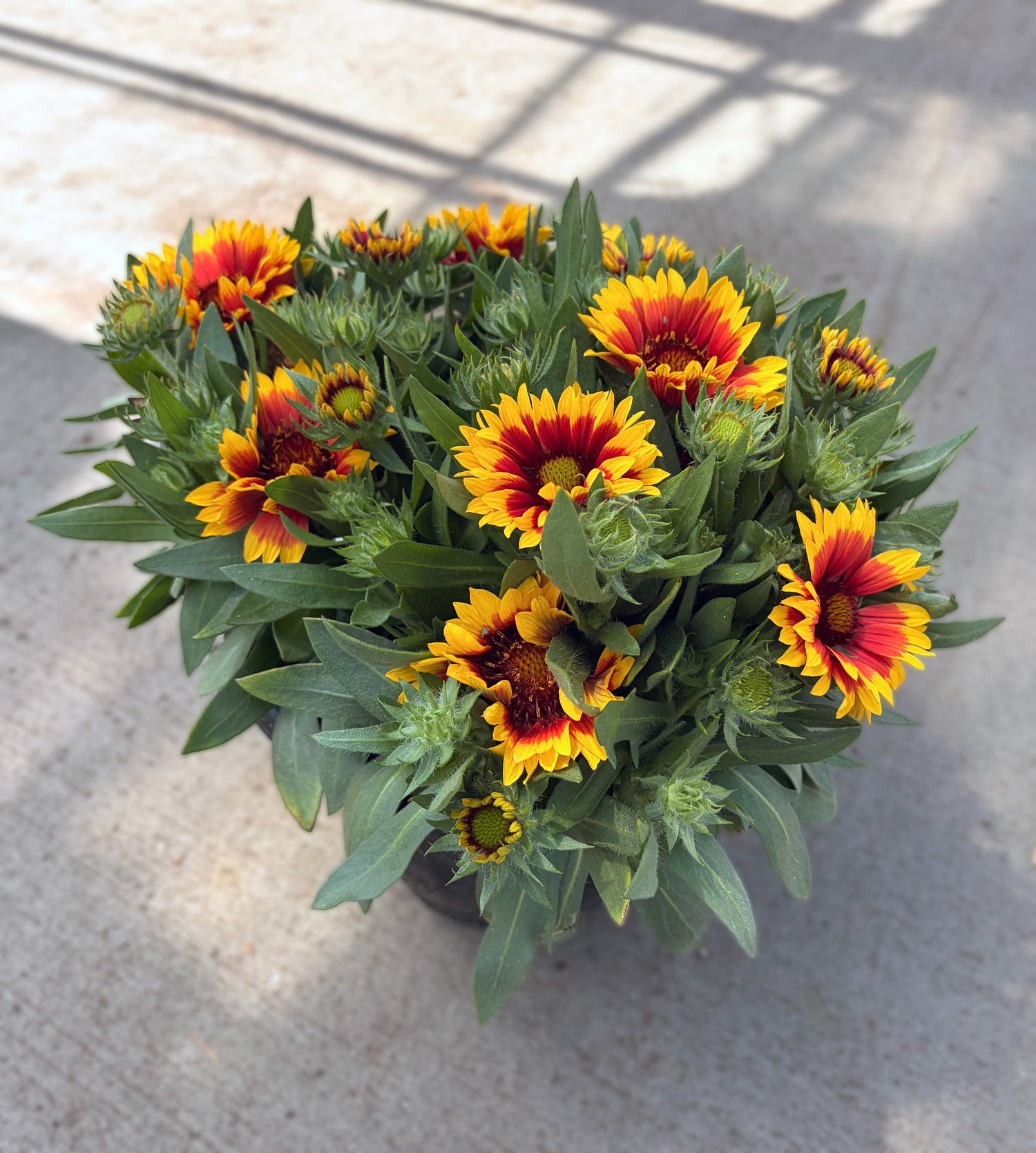 10" Gaillardia, Assorted
