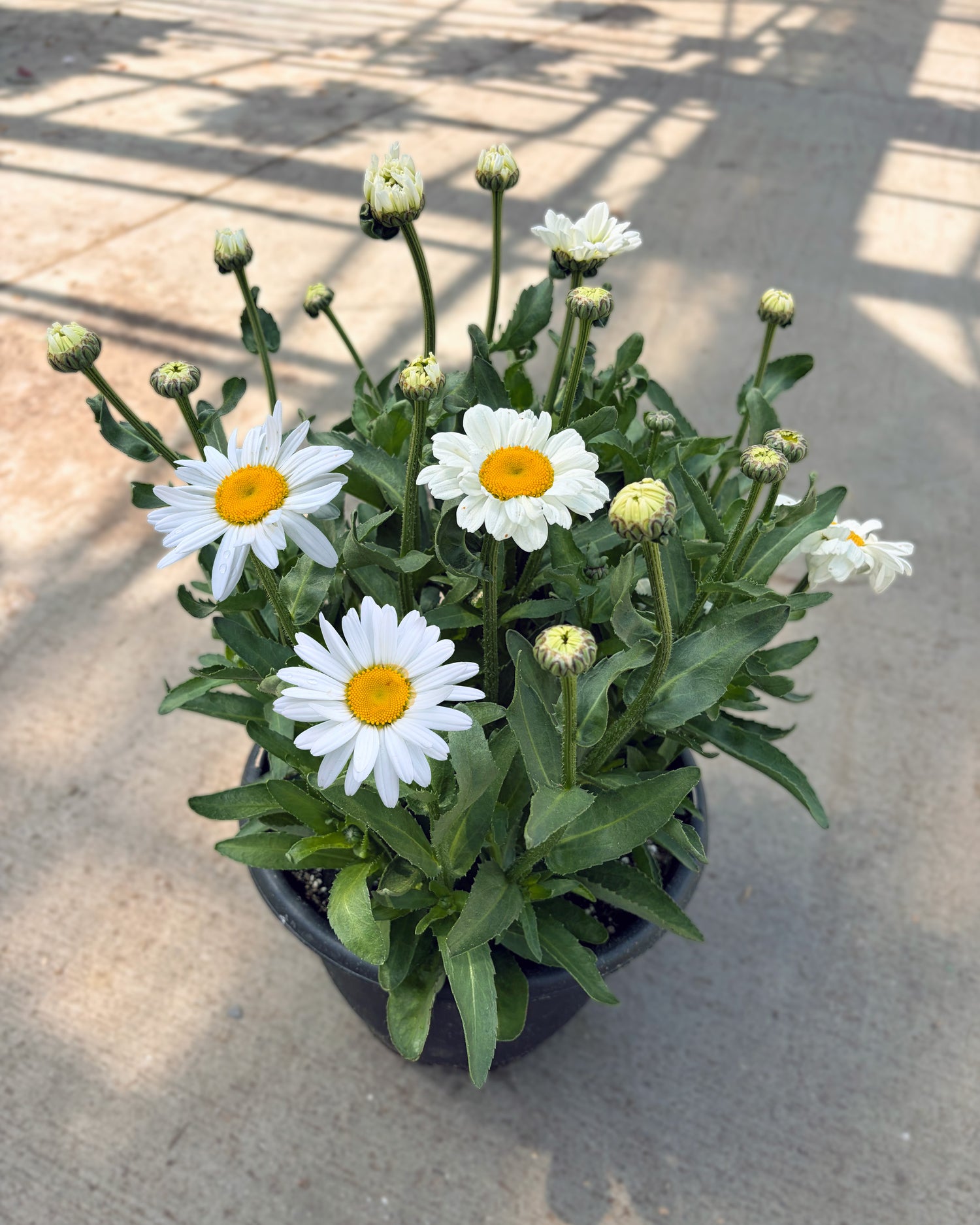10" Leucanthemum