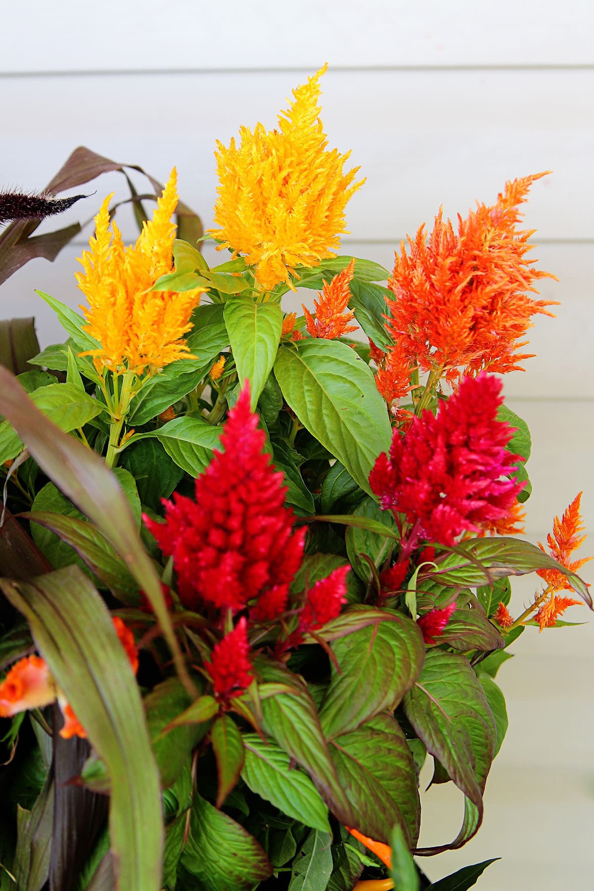 10" Celosia