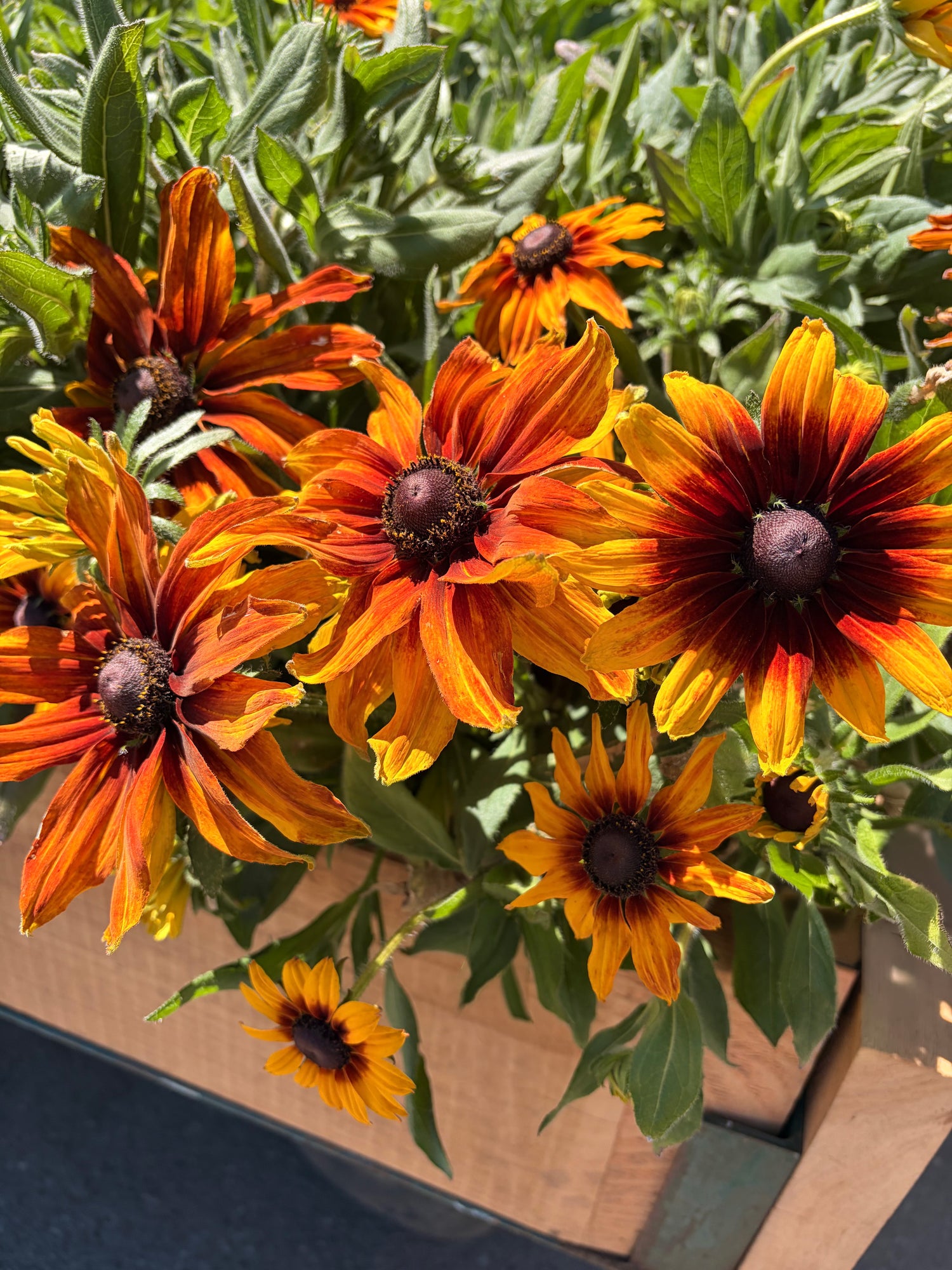 10" Rudbeckia Sunspot