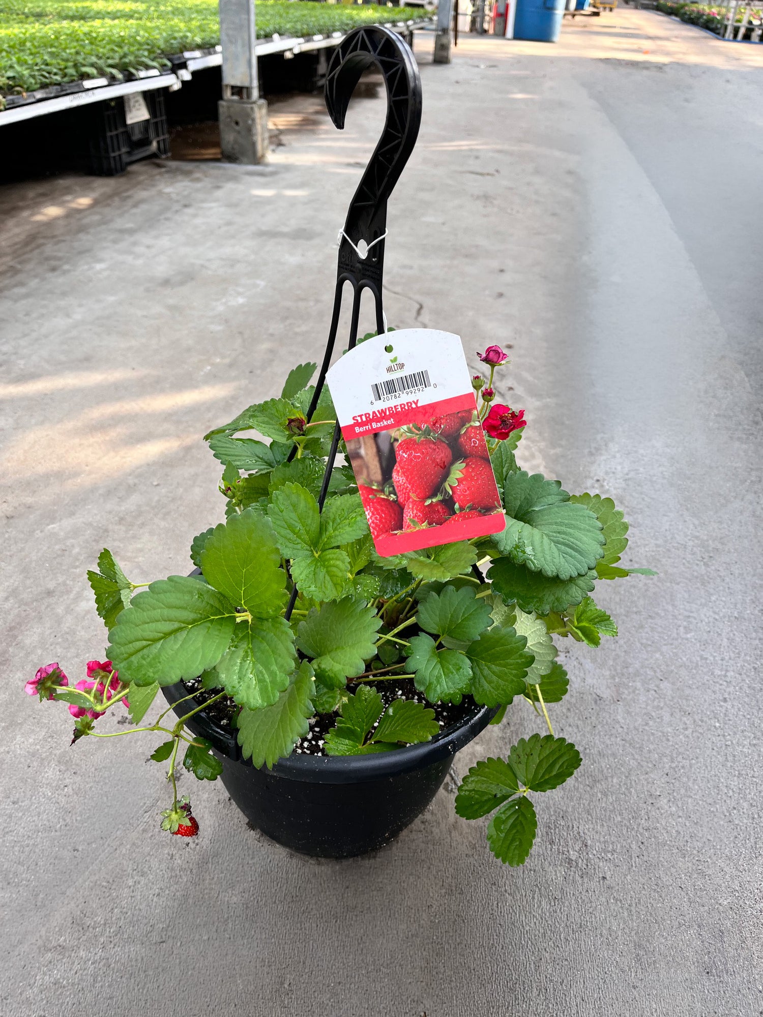 10" Strawberry Berri Basket