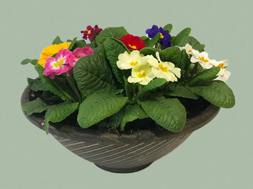 12" Primula