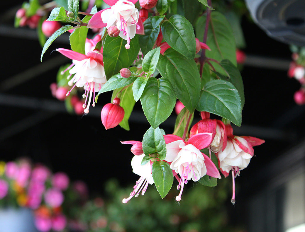 12" Fuchsia, Hanging Basket