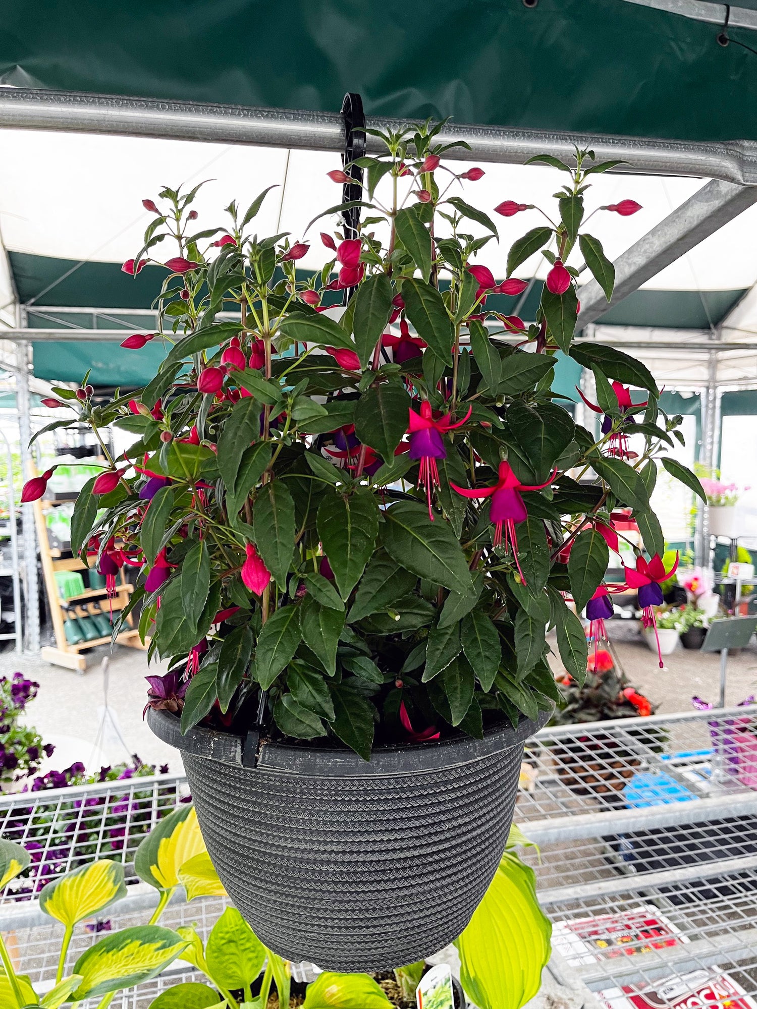 12" Fuchsia, Hanging Basket