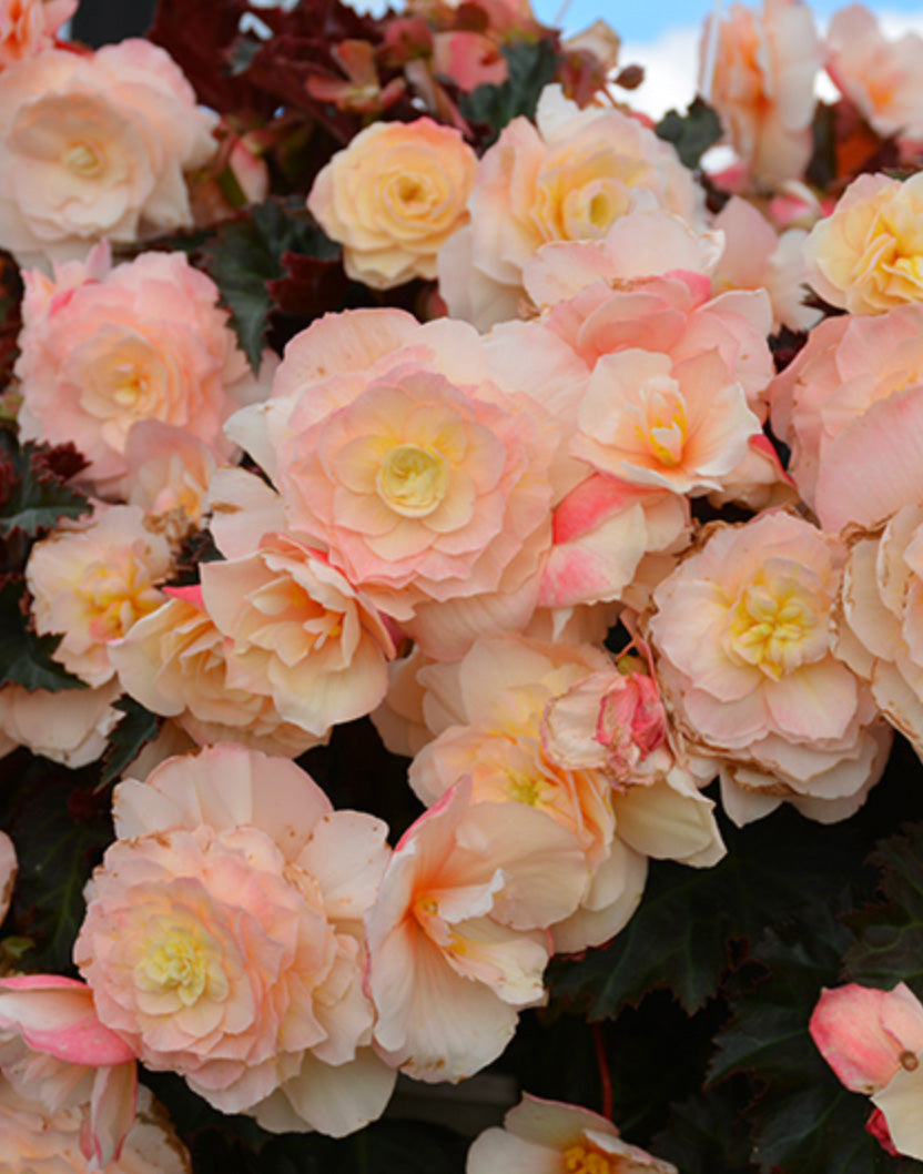12" Begonia, Hanging Basket