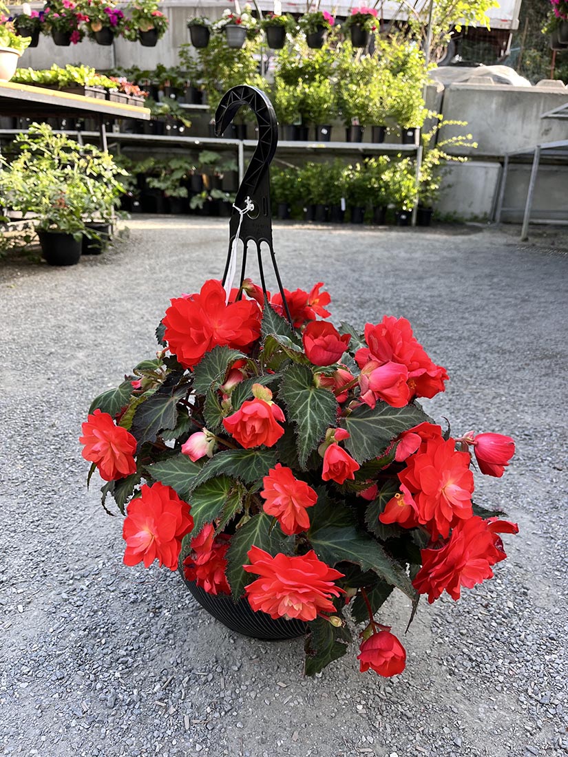 12" Begonia, Hanging Basket