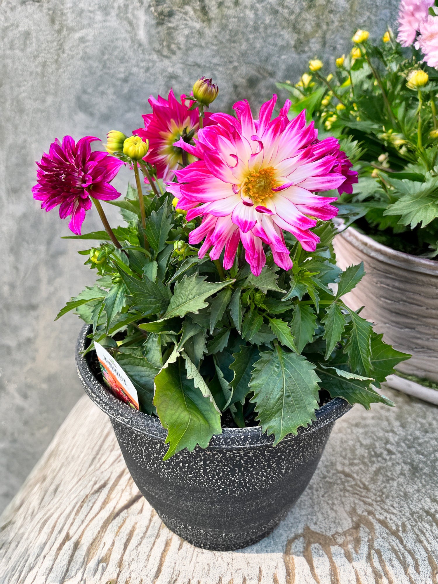 12" Dahlia