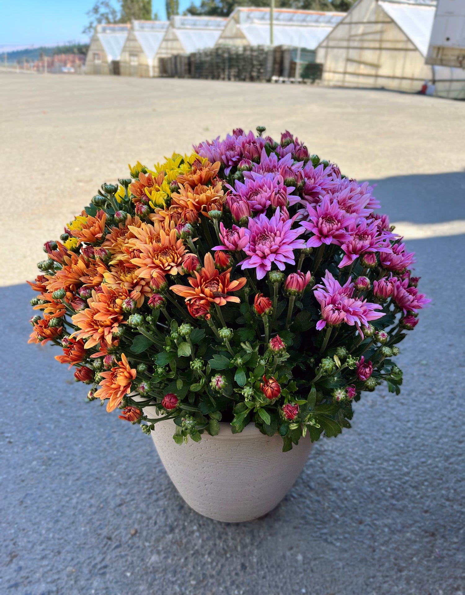 12" Mum, Assorted Colour