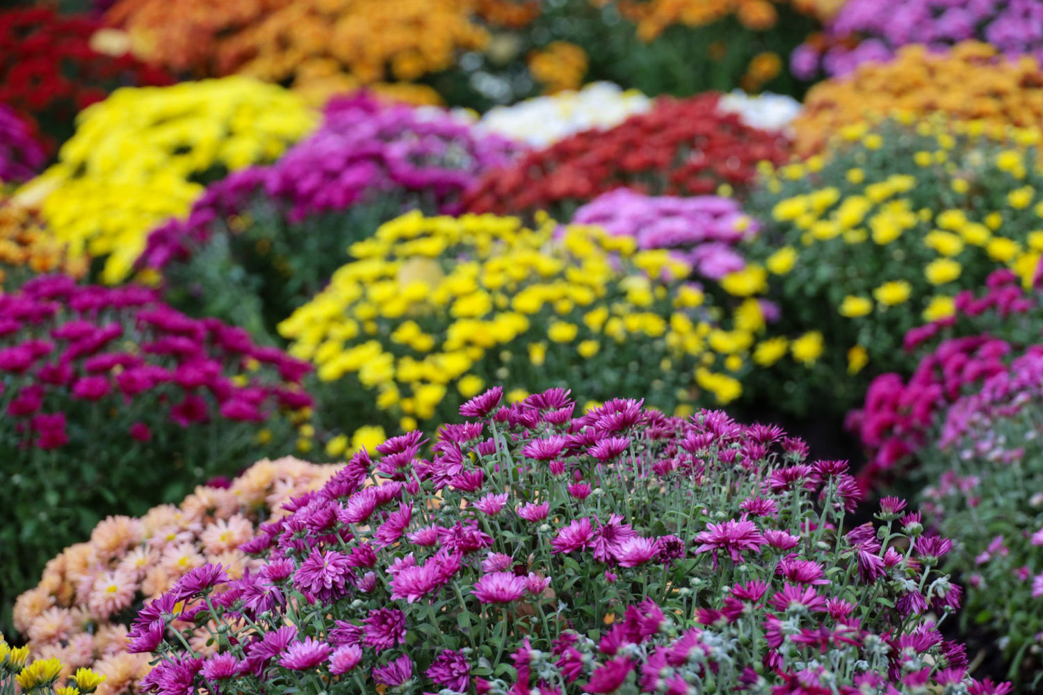 12" Mum, Assorted Colour
