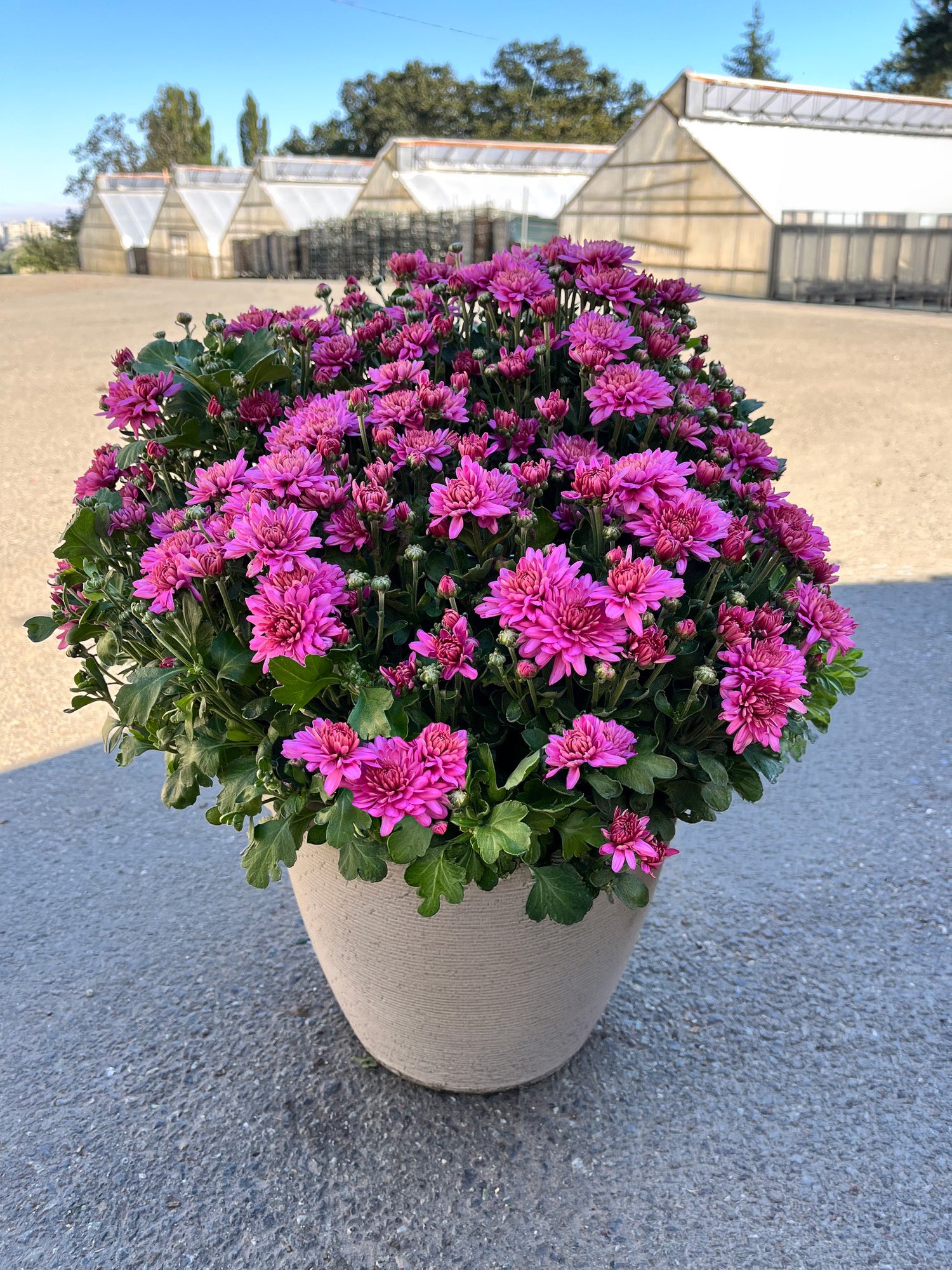 12" Mum, Assorted Colour