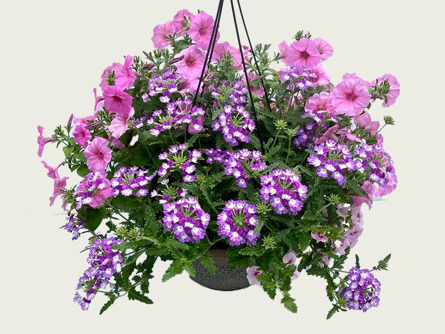 FUND 12" Annual Deluxe Hanging Basket
