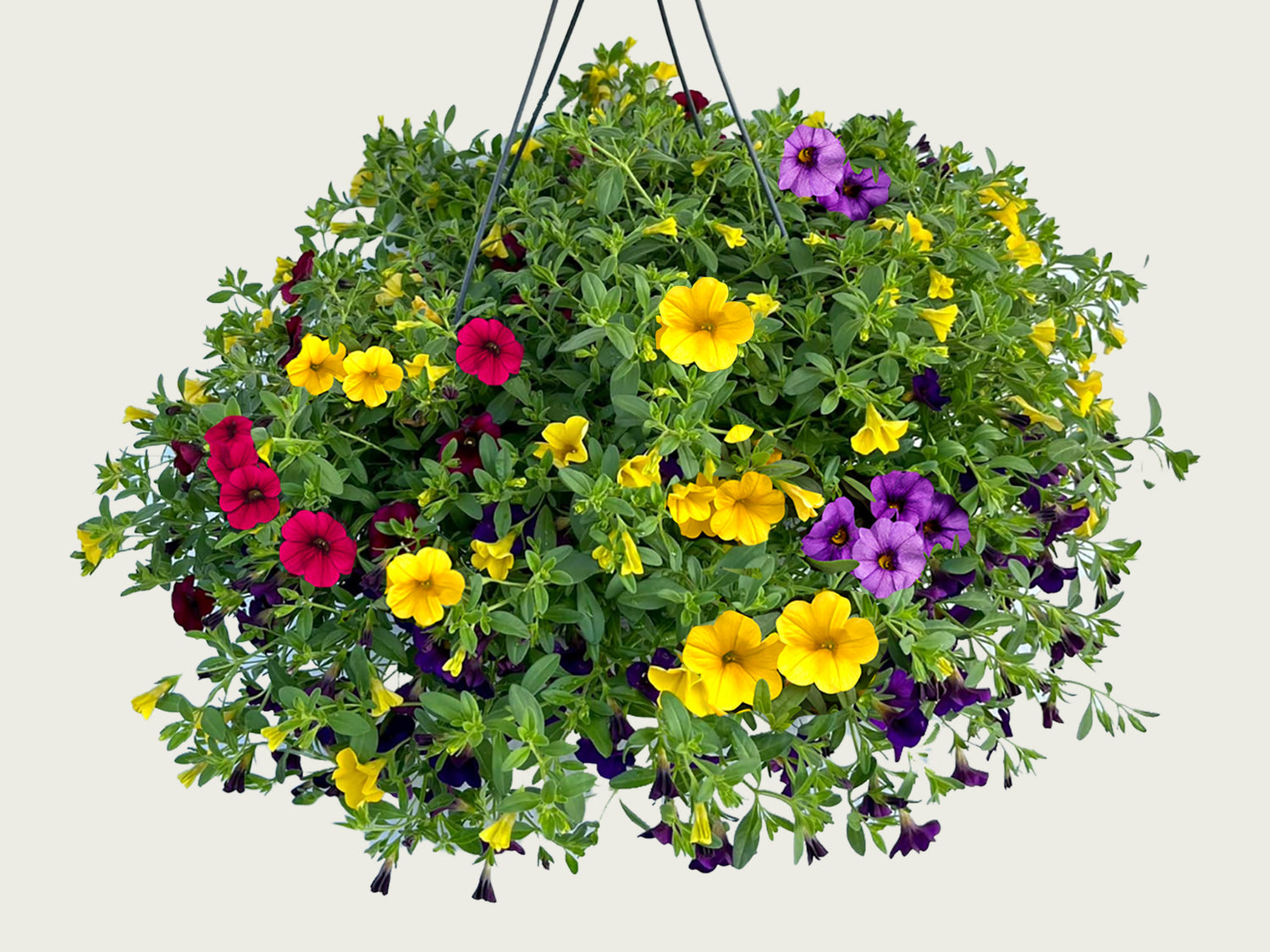 FUND 12" Calibrachoa Hanging Basket