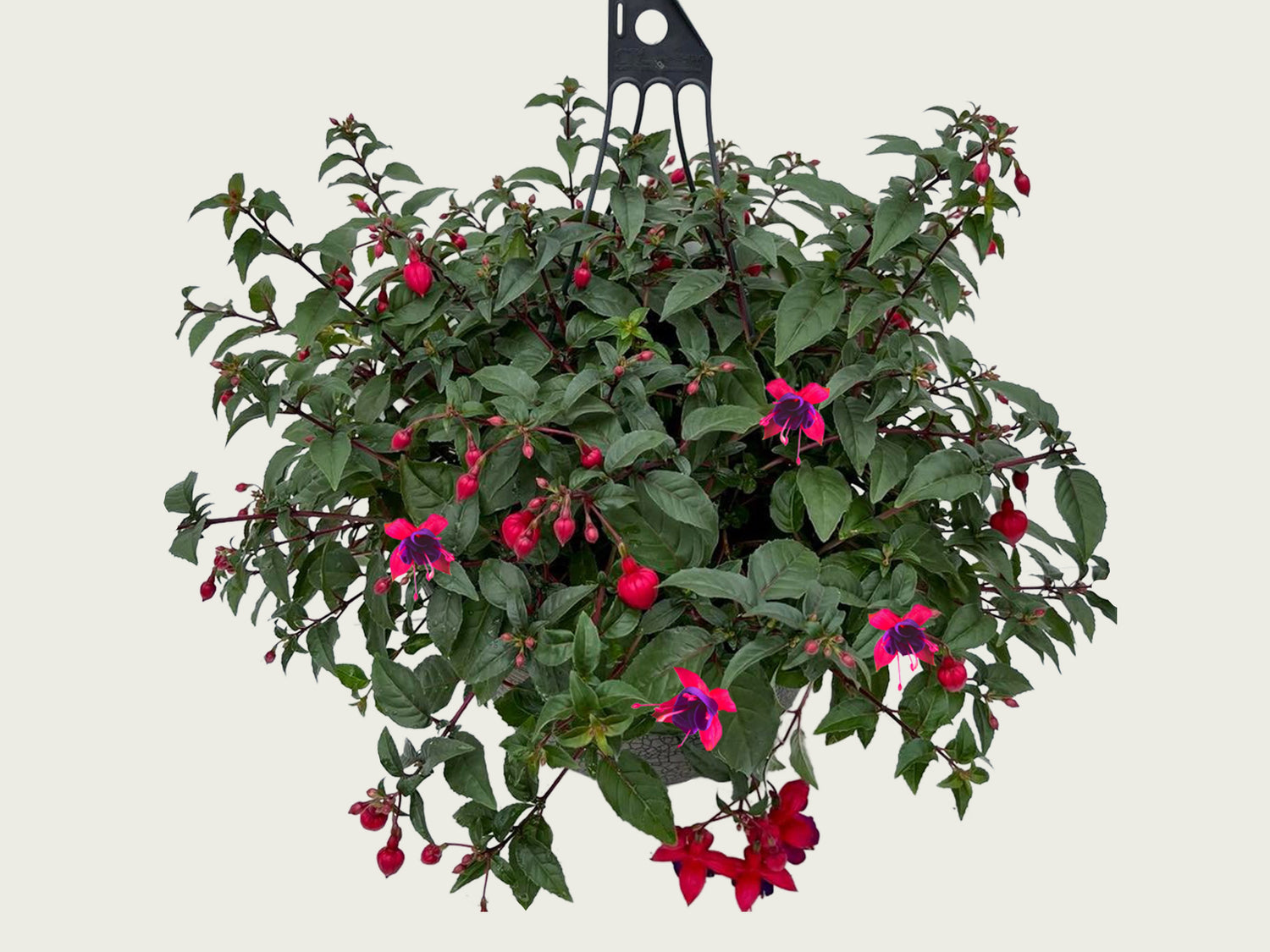FUND 12" Fuchsia Hanging Basket Fuchsia