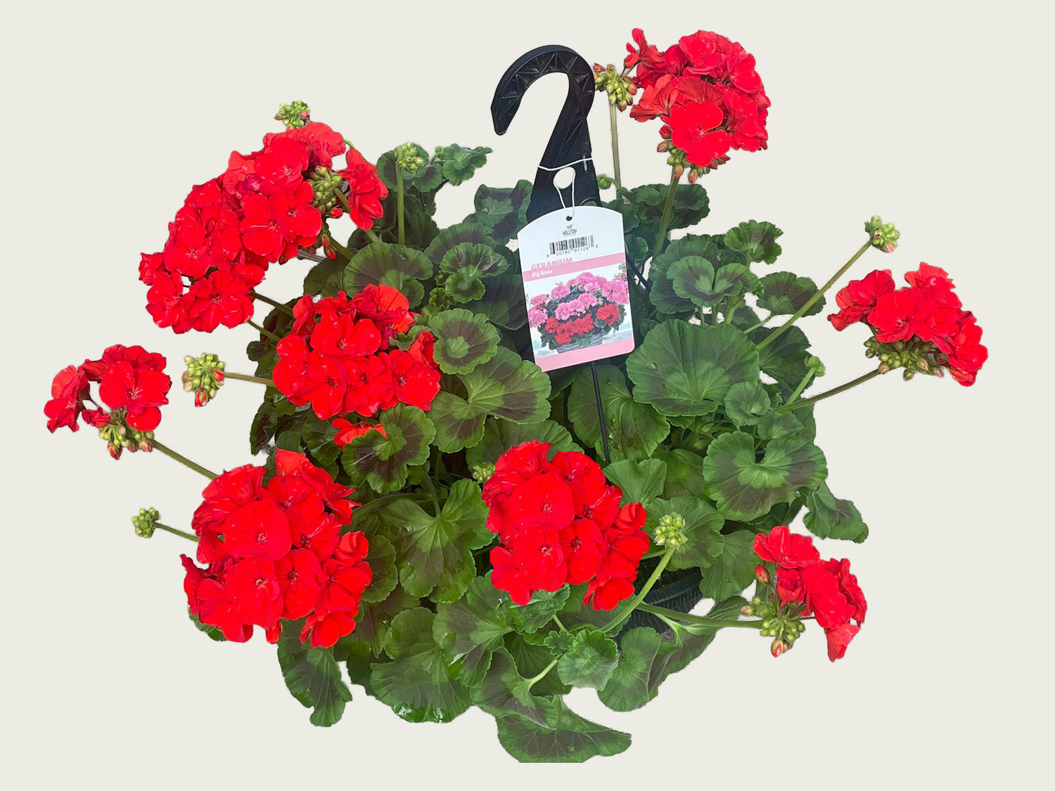 FUND 12" Geranium Hanging Basket
