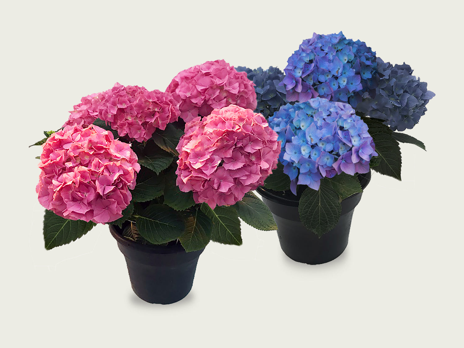 FUND 12" Hydrangea