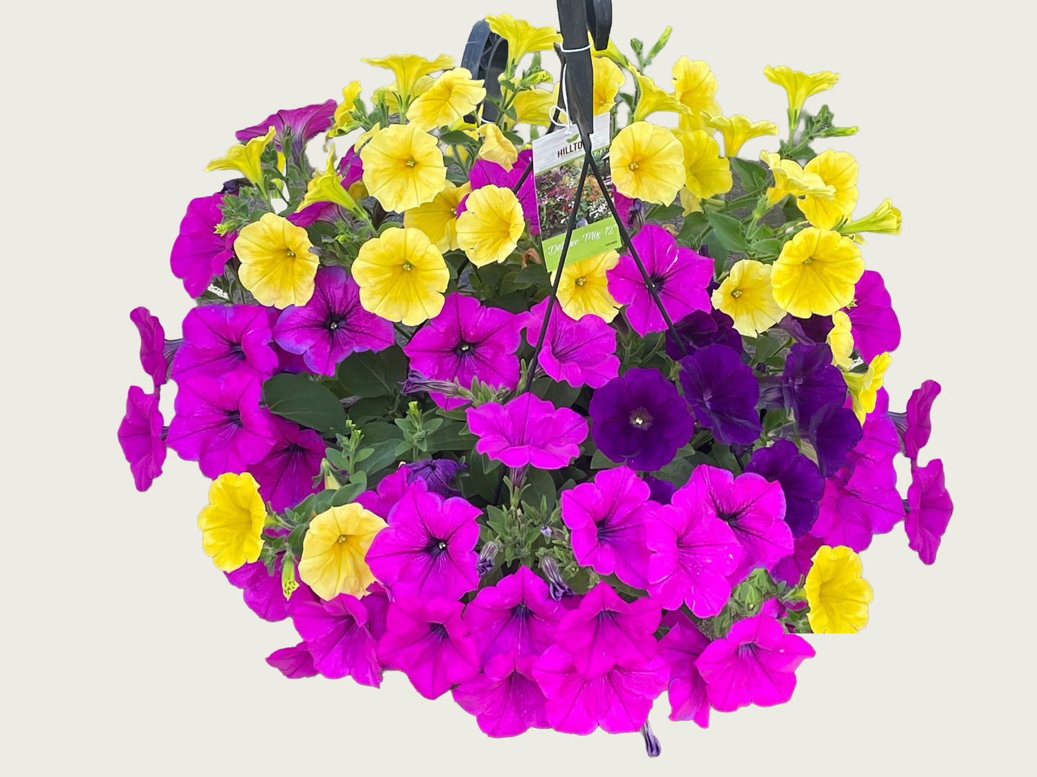 FUND 12" Petunia Hanging Basket