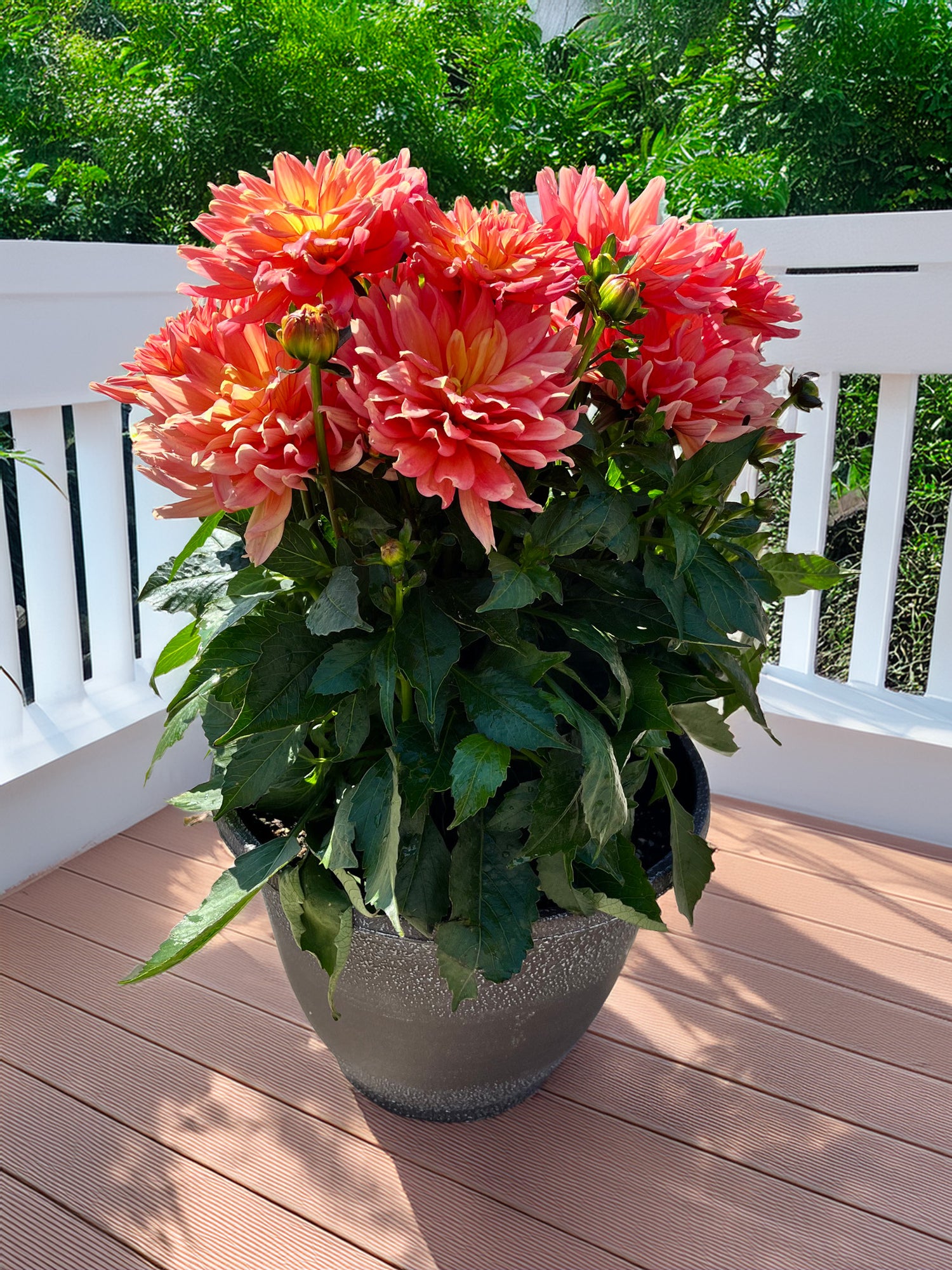12" Dahlia