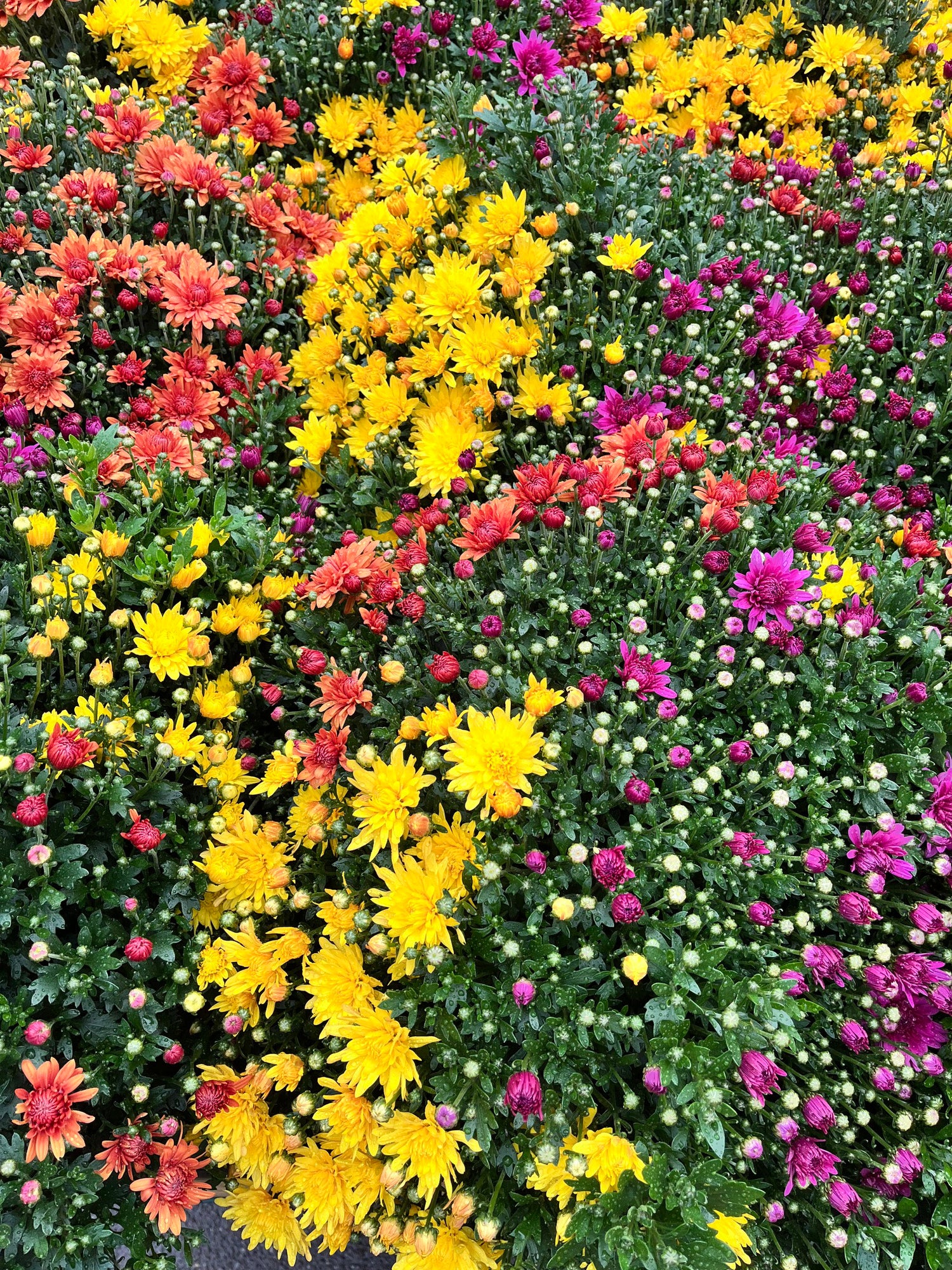 12" Mum, Assorted Colour