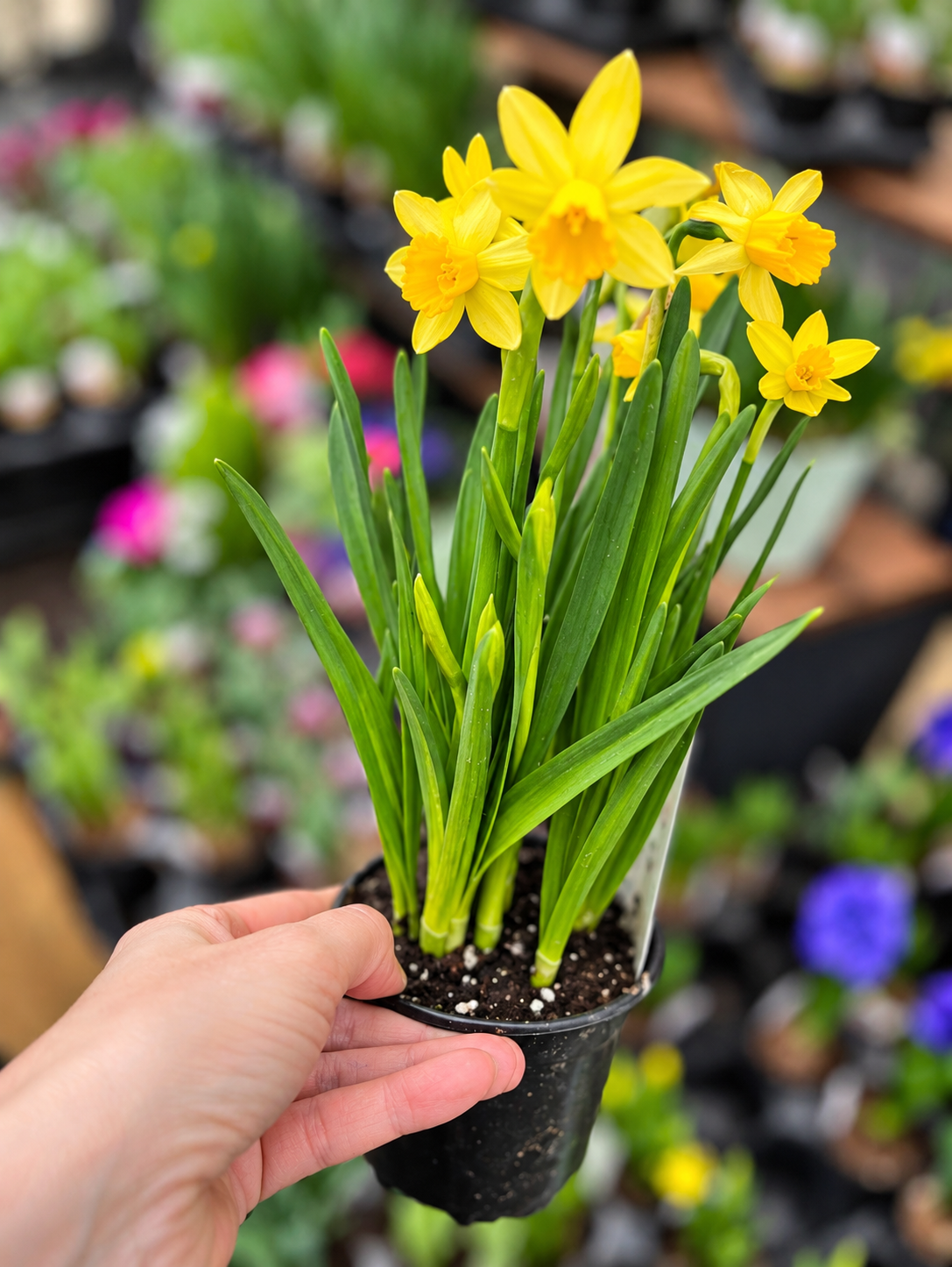 4" Tête-à-Tête Daffodil Plant