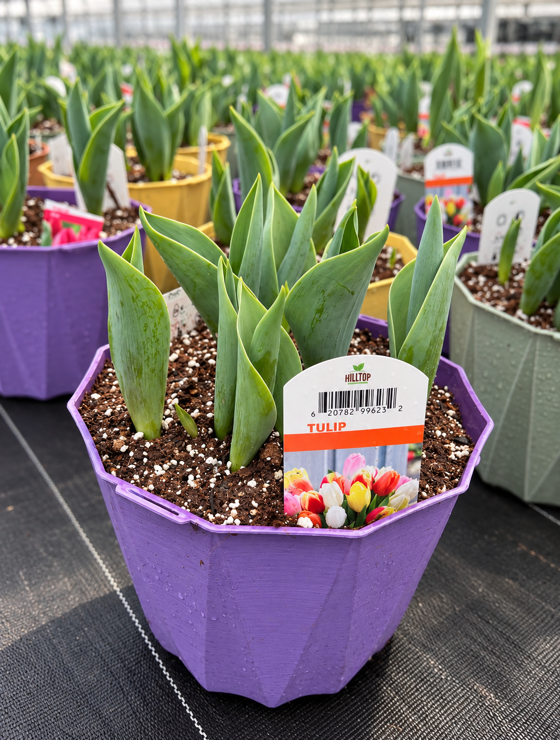 8" Mixed Tulip Pot – Assorted Colours