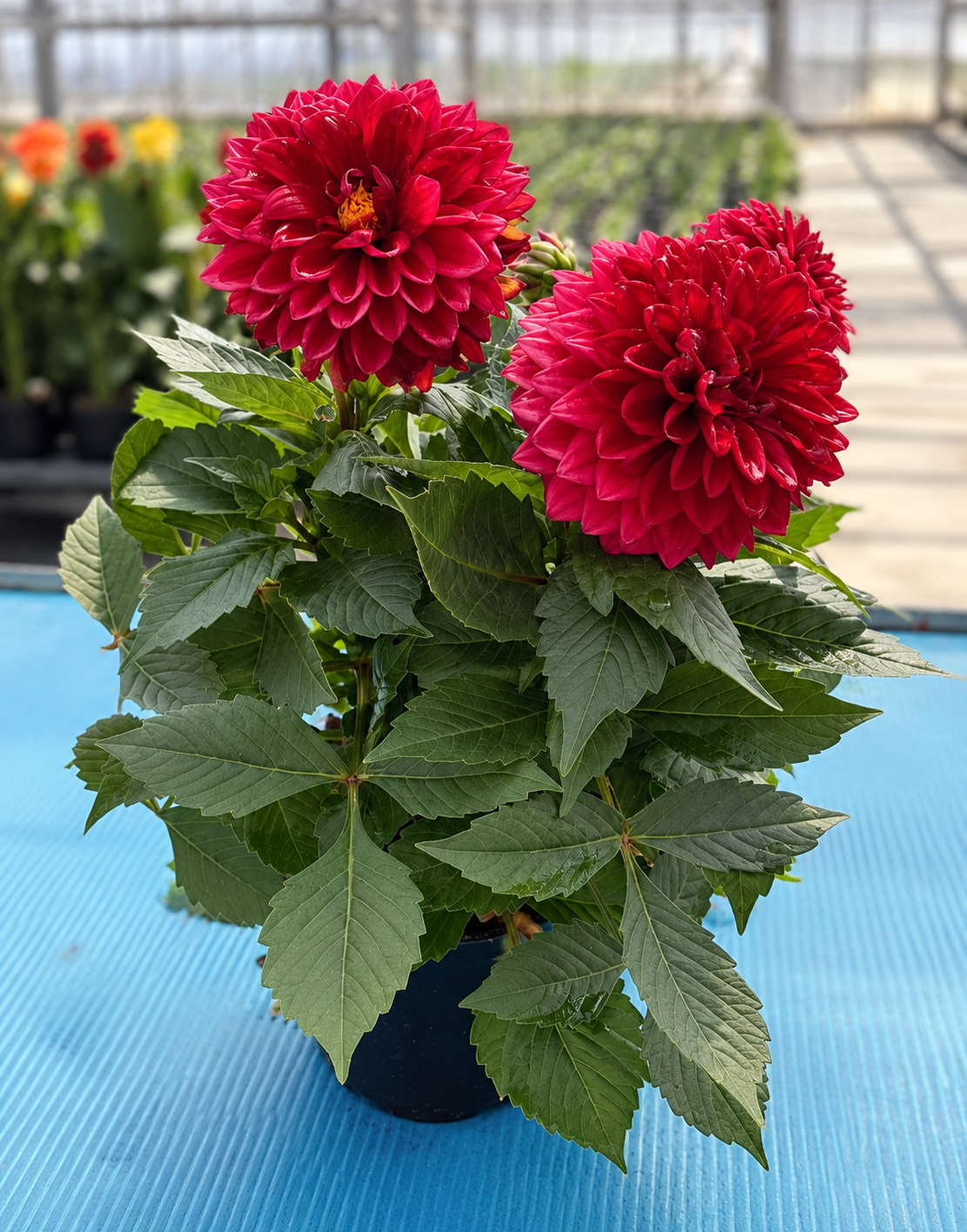 Dahlia – 6" Pot