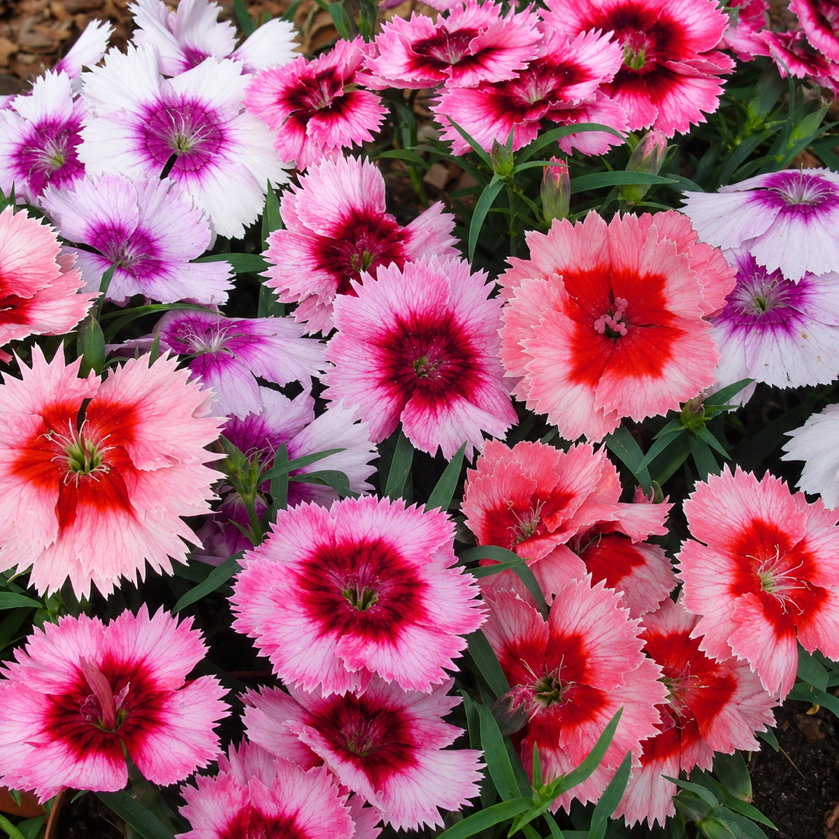606 Dianthus Diana