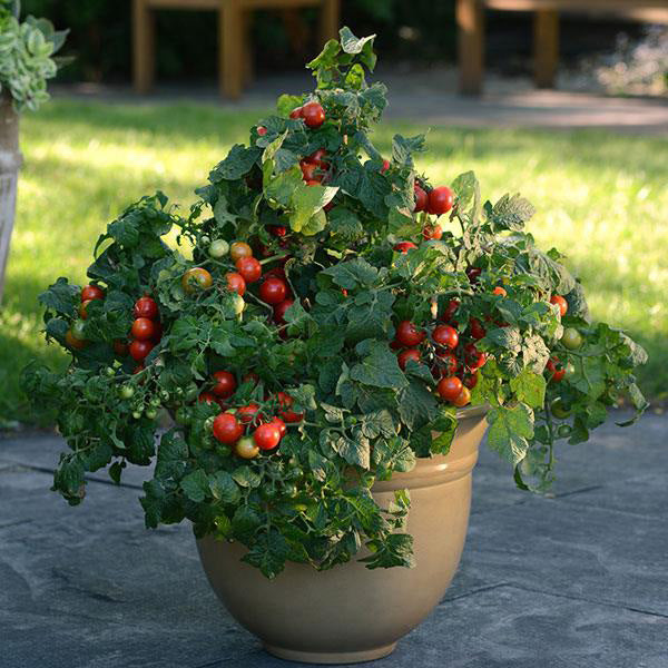 1G Tomato