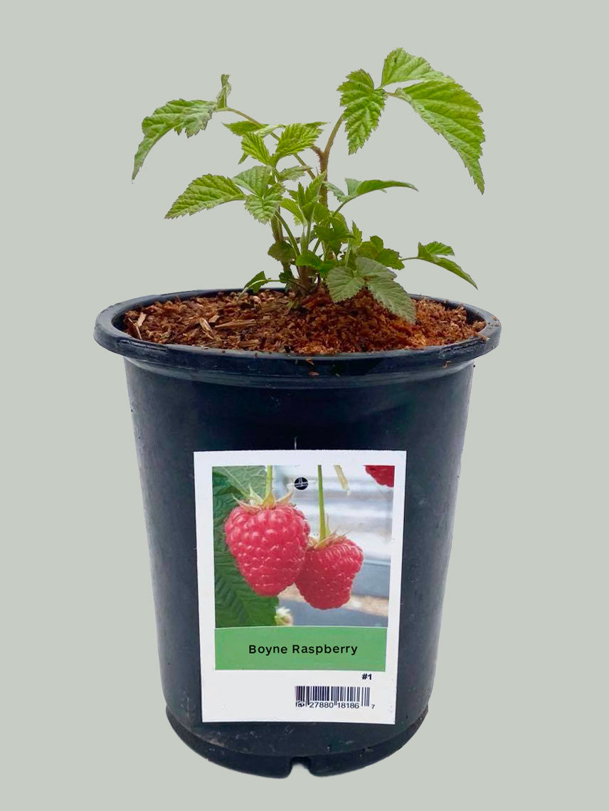 1G Raspberry Boyne