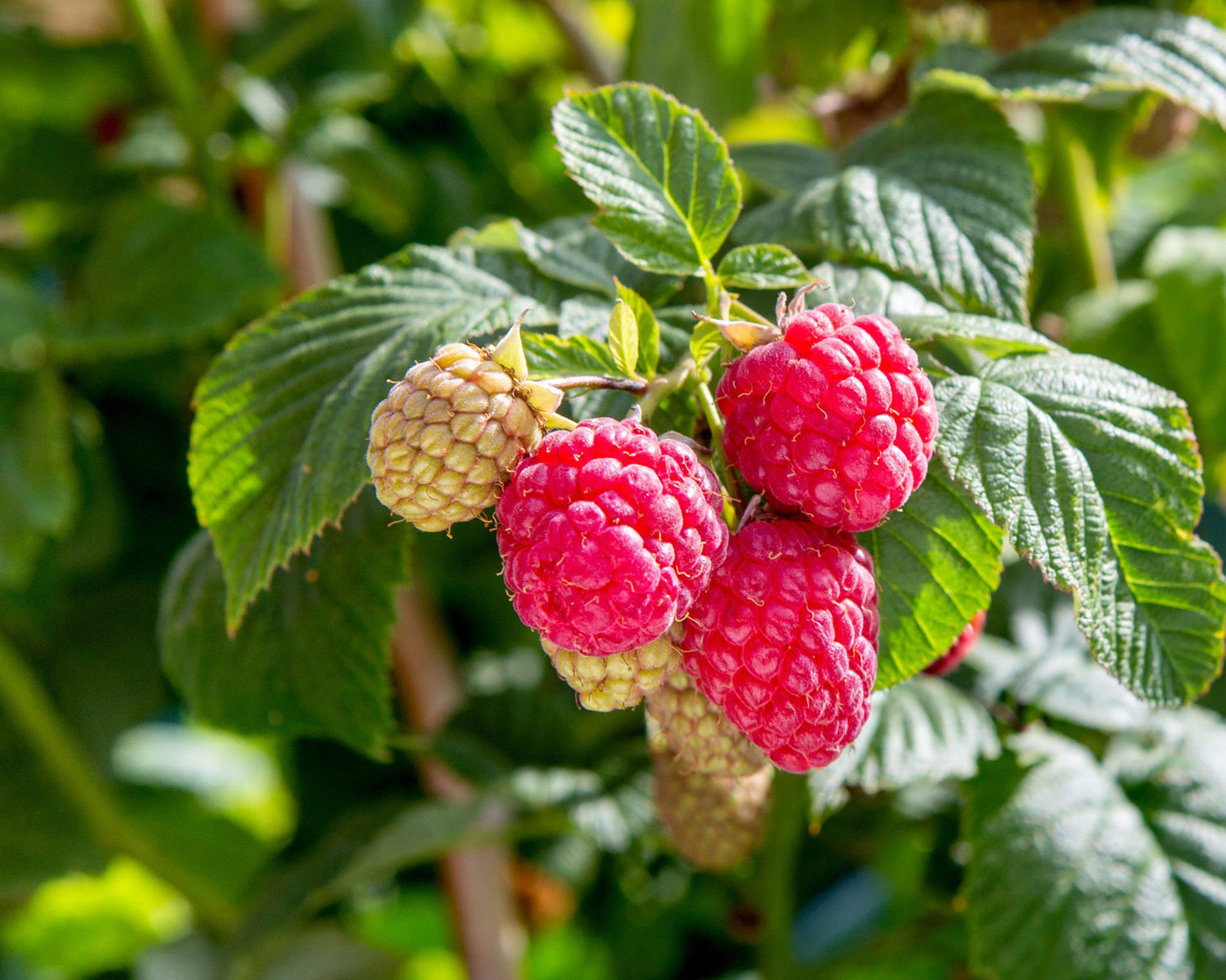 1G Raspberry Boyne