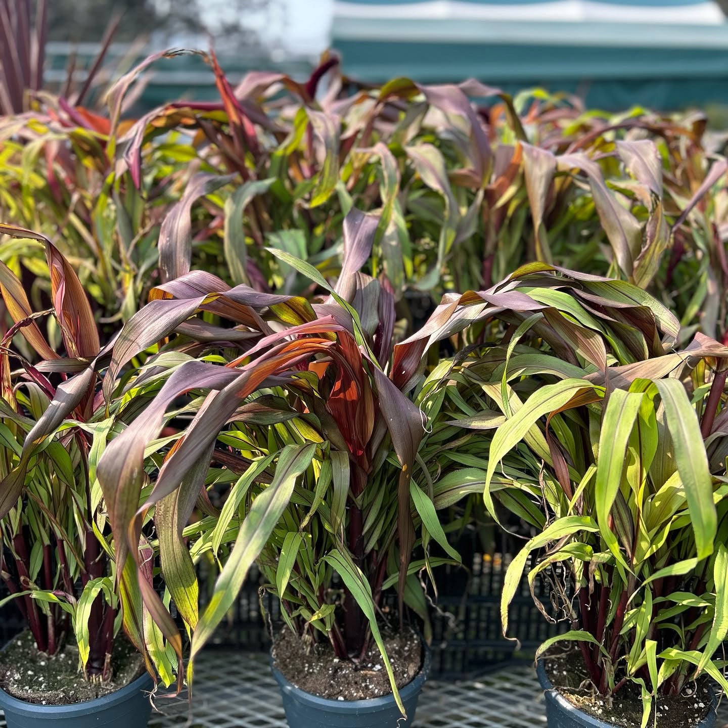 1 Gal Ornamental Millet, Copper Prince