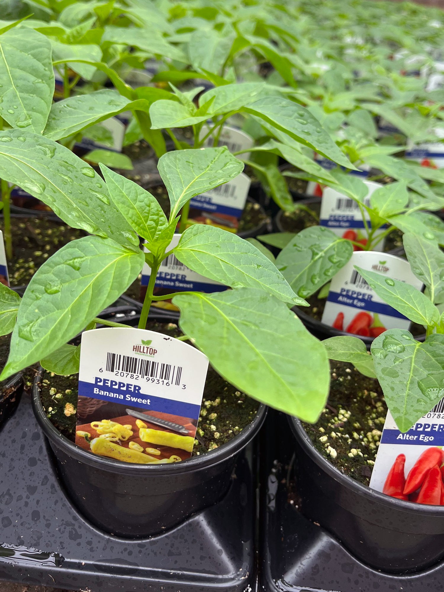 4" Pepper