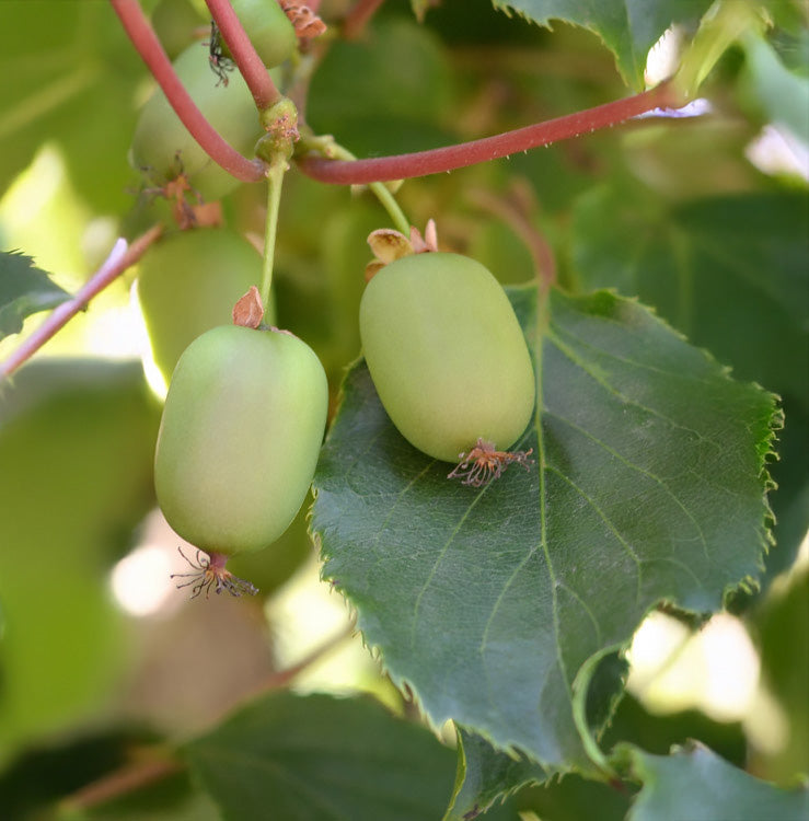 1G Kiwi Issai