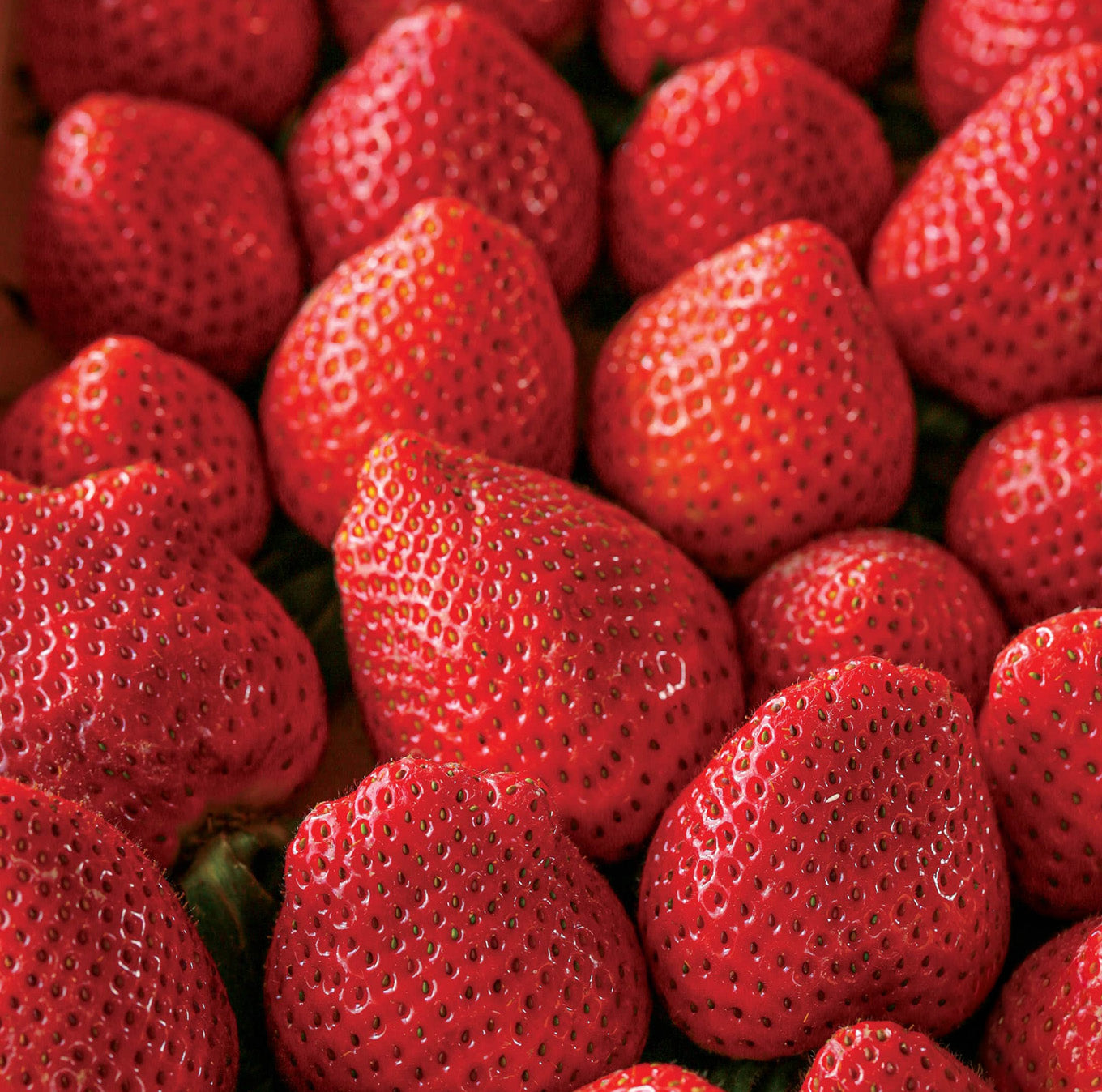 1 Gal Strawberry