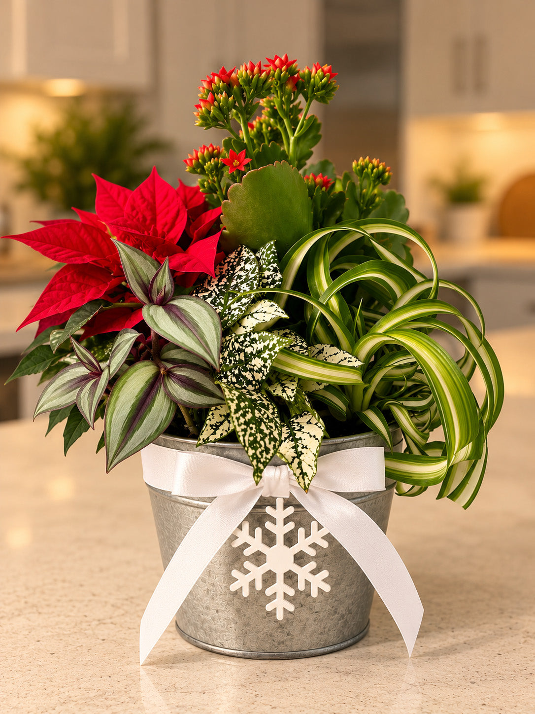 Small Holiday Planter – 6" Pot