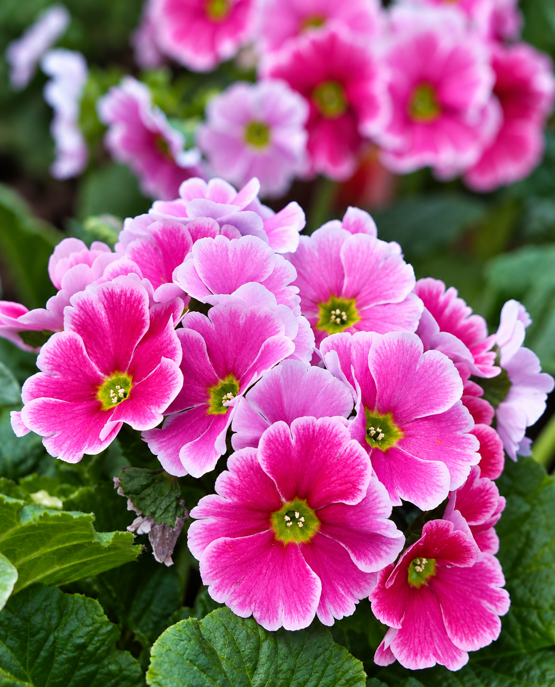 4" Primula – Obconica Libre Mix