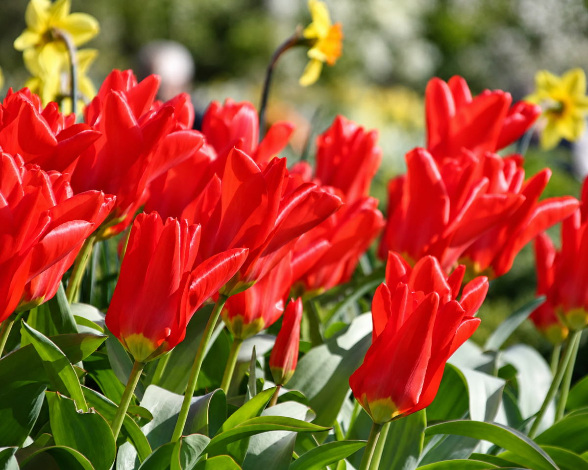 Tulip Bulbs – ‘Red Emperor’