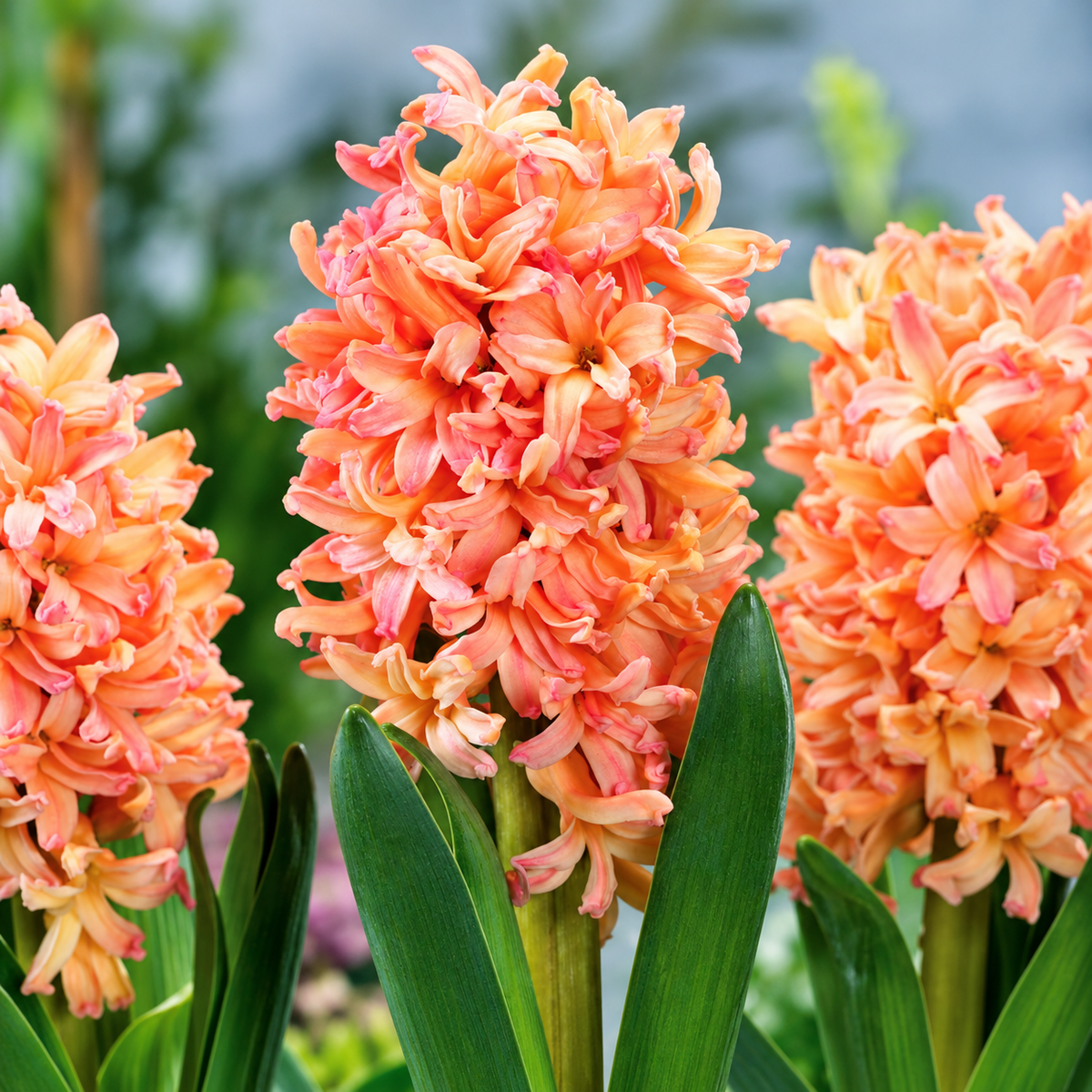 Hyacinth Bulb ‘Gipsy Queen’