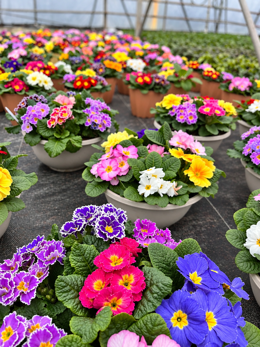12" Mixed Primula Bowl – Assorted Colours
