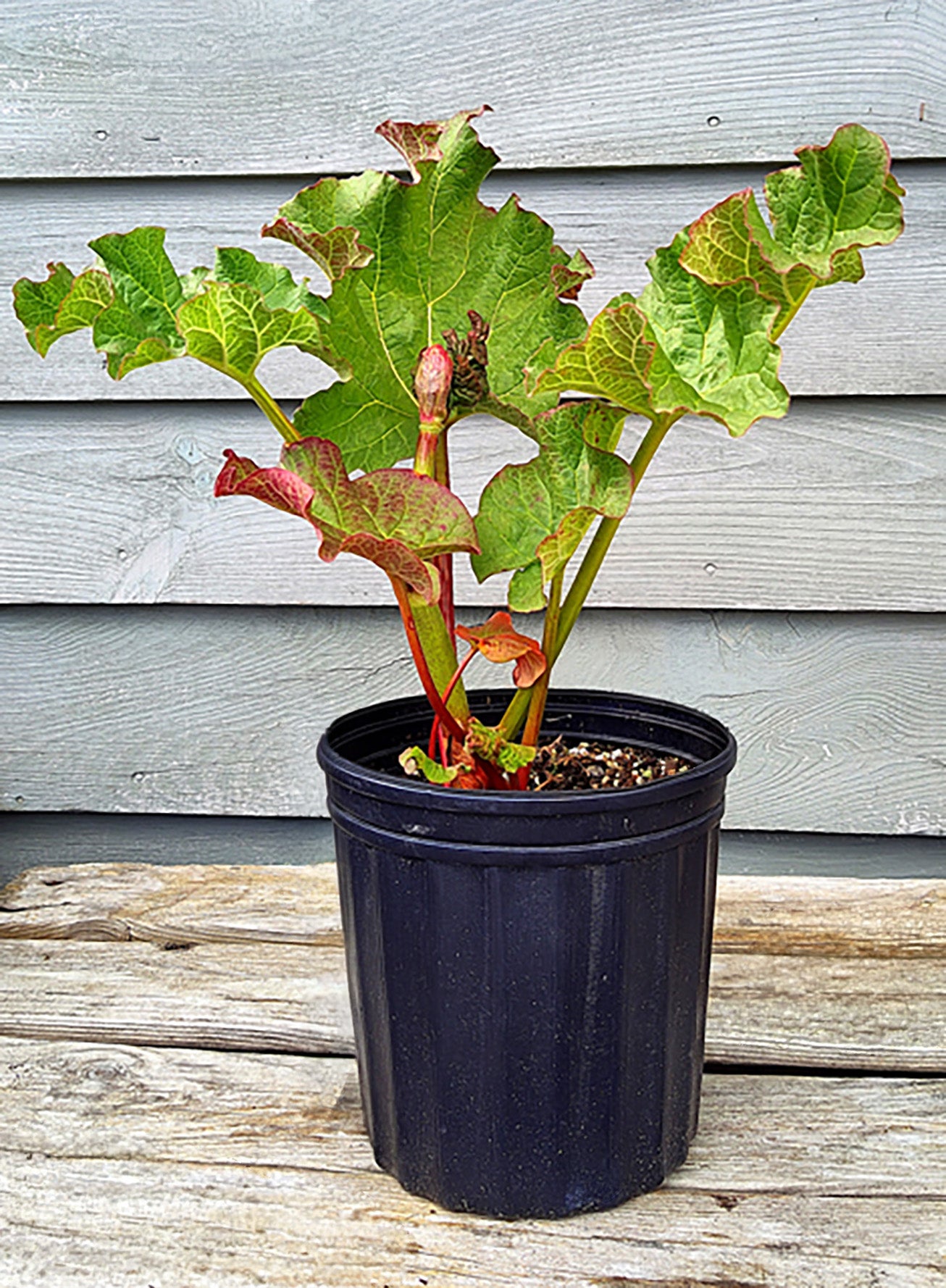 1 Gal Rhubarb Strawberry Red