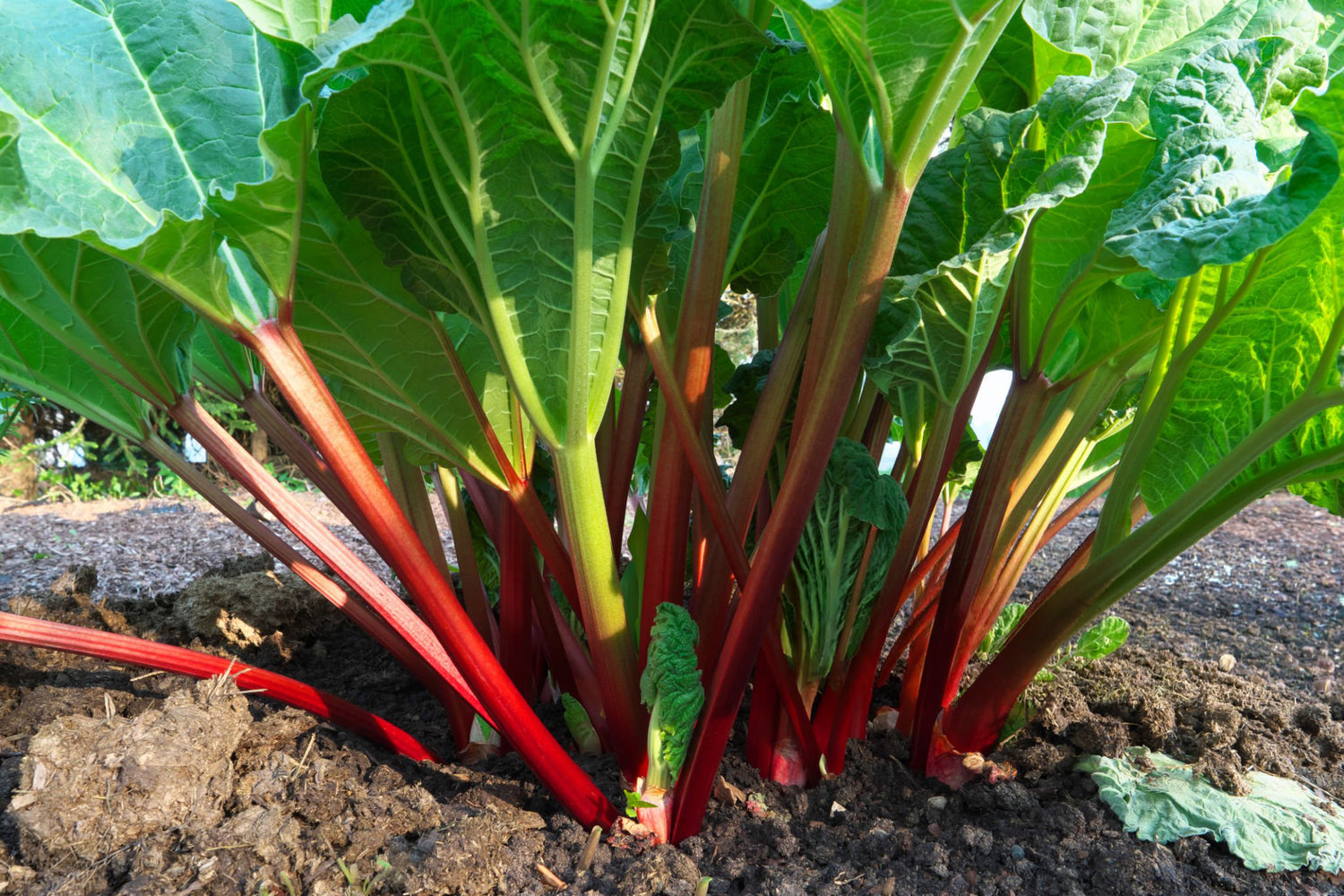 1 Gal Rhubarb Strawberry Red