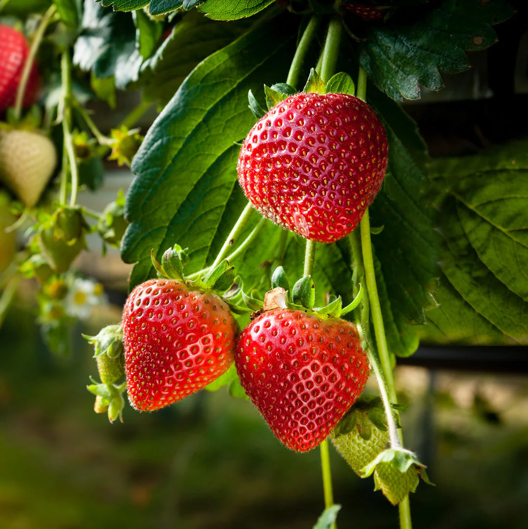 1 Gal Strawberry