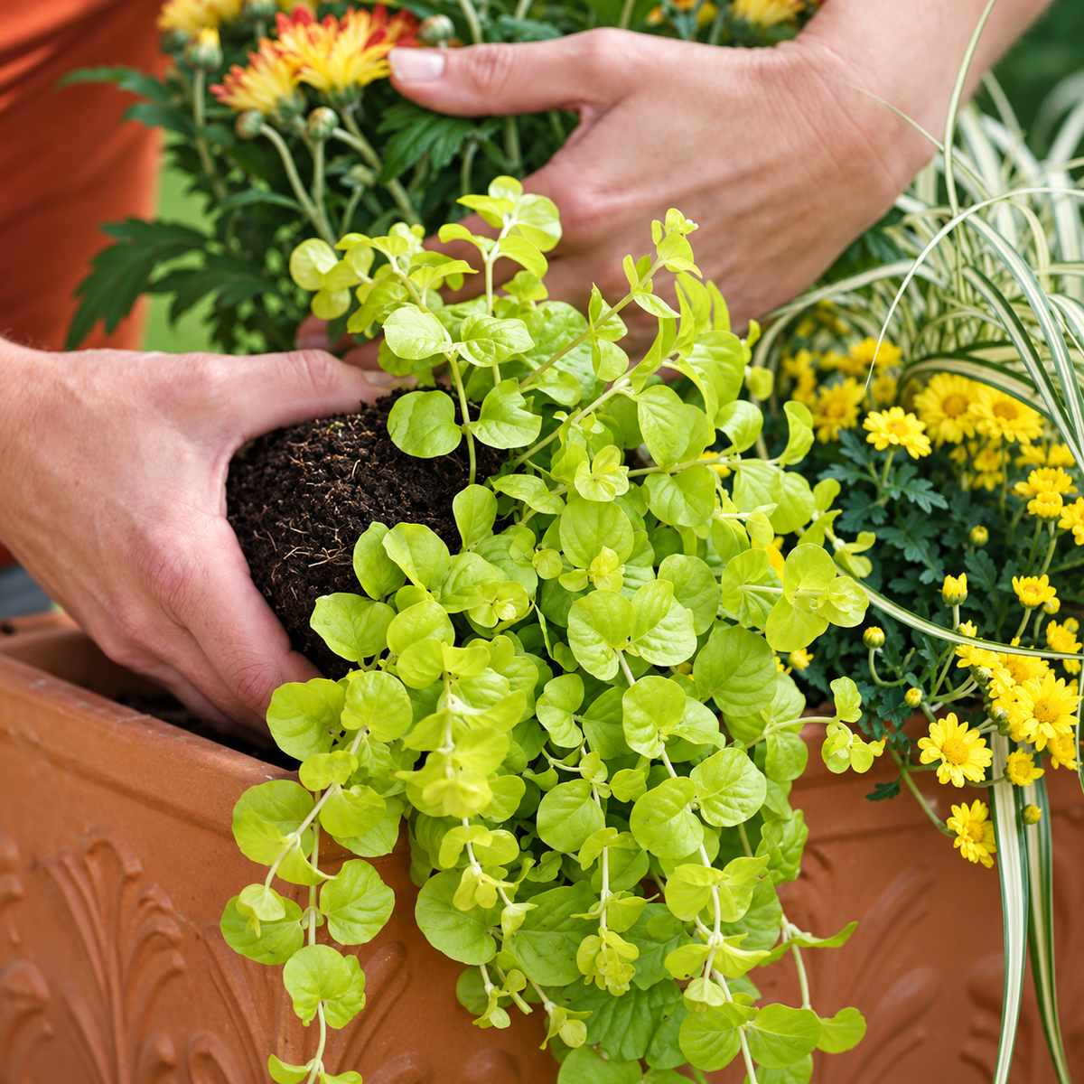 Lysimachia ‘Goldilocks’ – 4" Pot