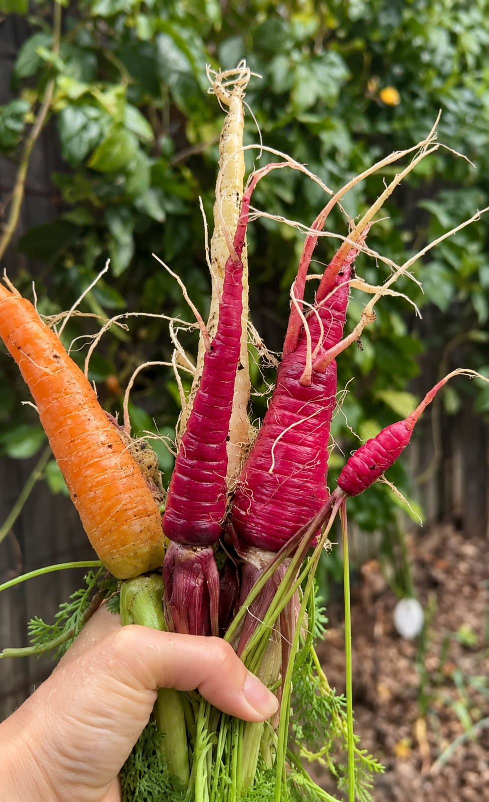 606 Carrot Vegetable Starts