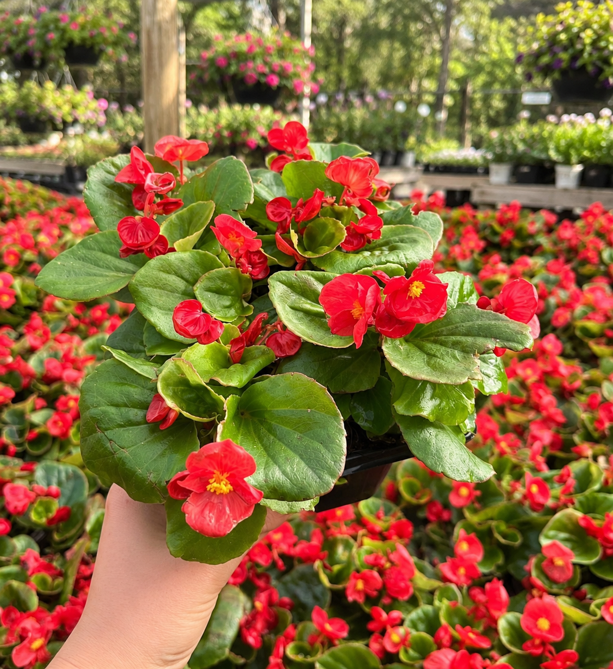 606 Begonia ‘Sprint’ Tray